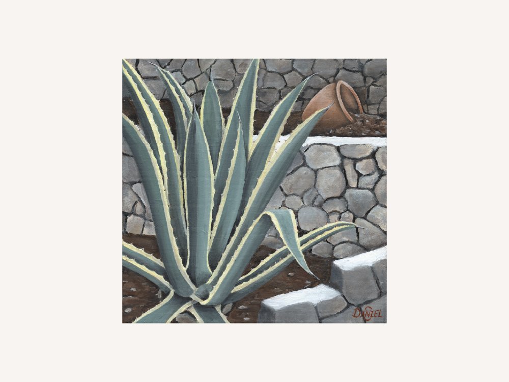 Variegated Century Plant