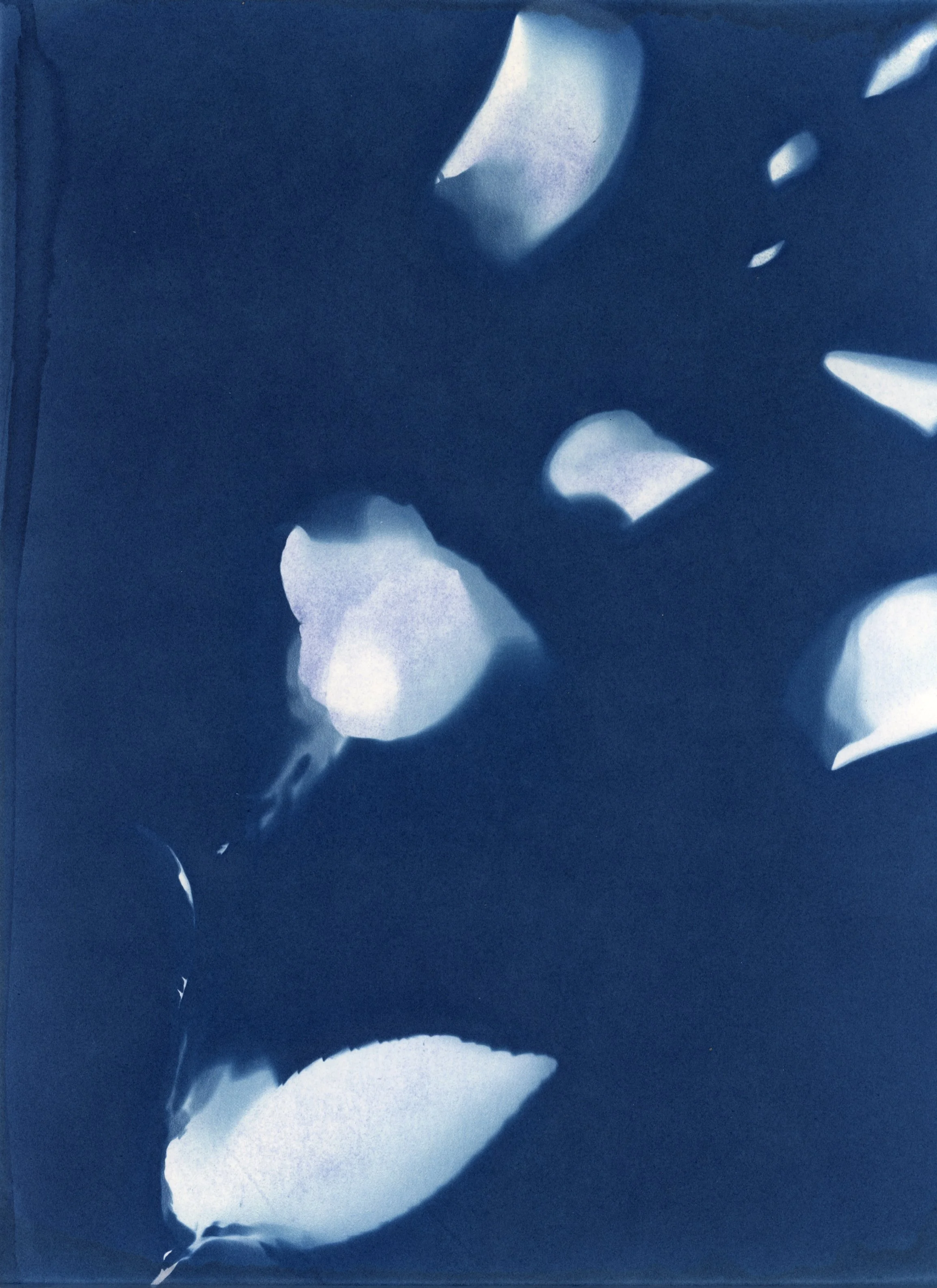 Critter Cavern - Cyanotype