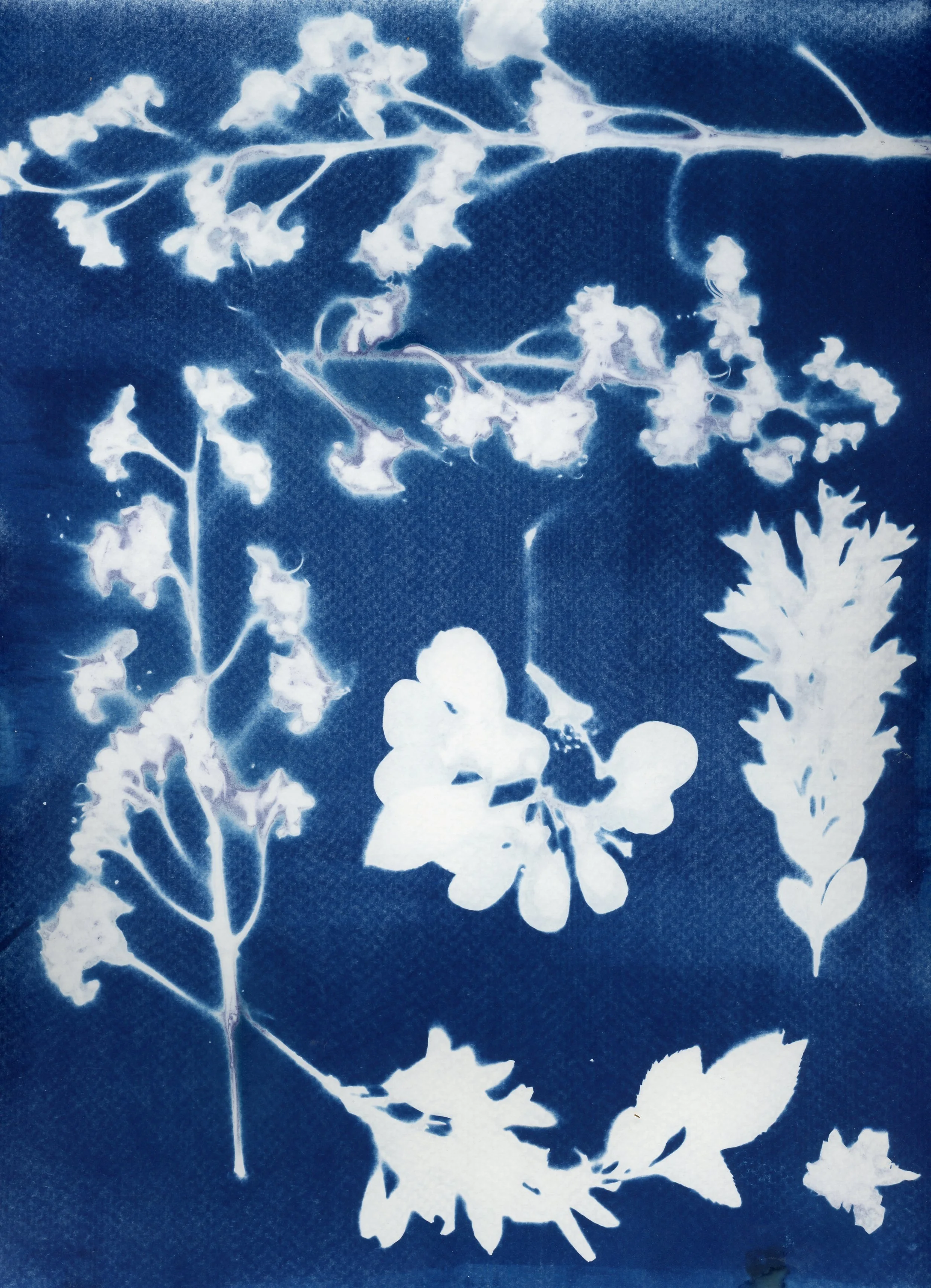 Flowers and their details