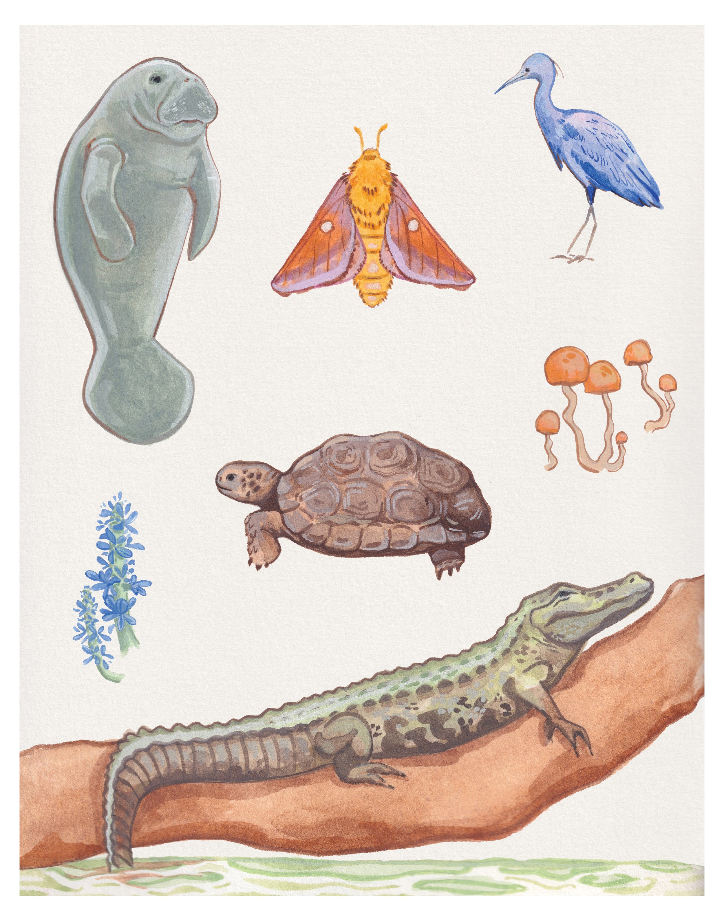 Florida Wildlife 11x14 print w:border.jpg