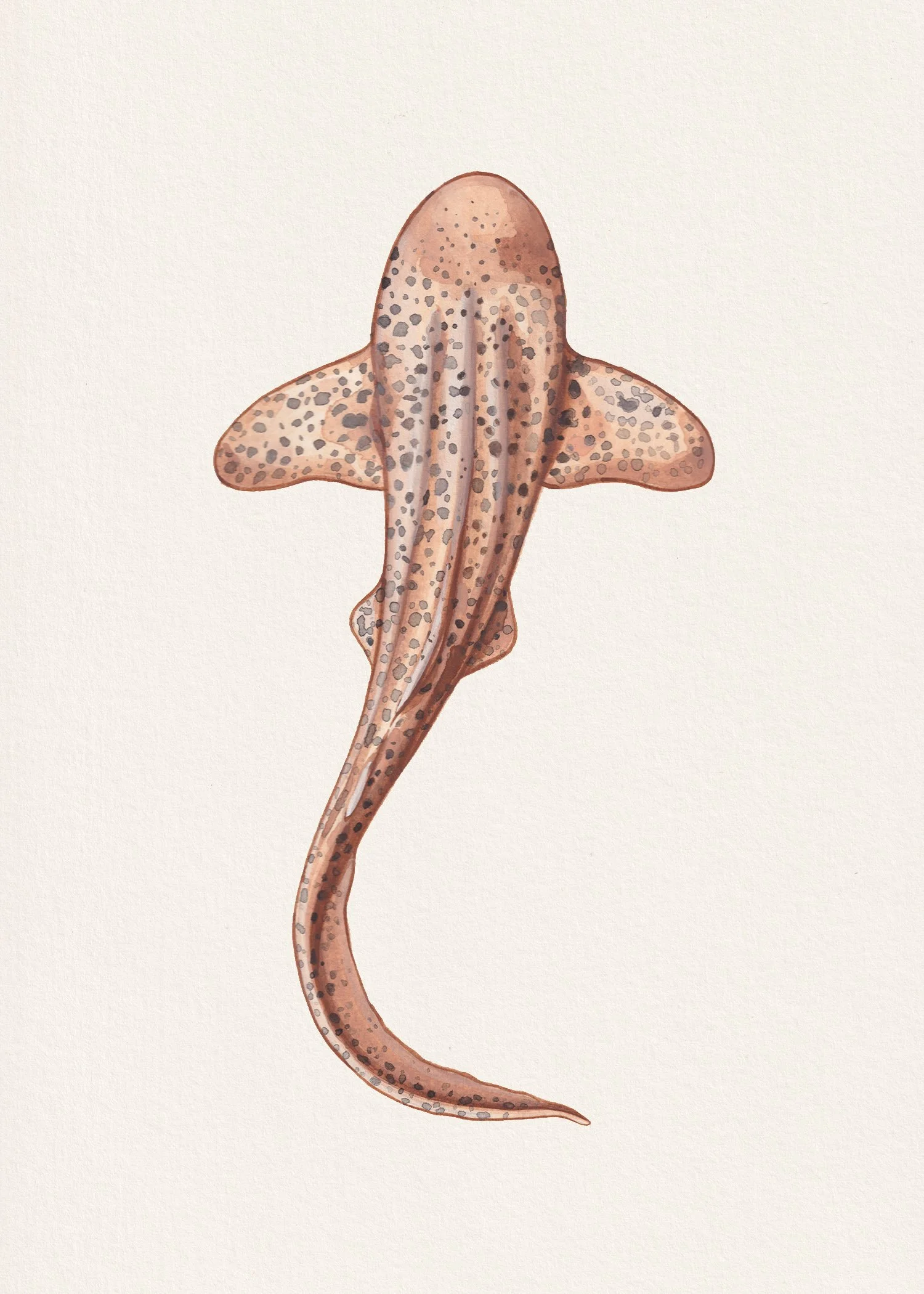 Shark 5x7 print copy 2.JPG