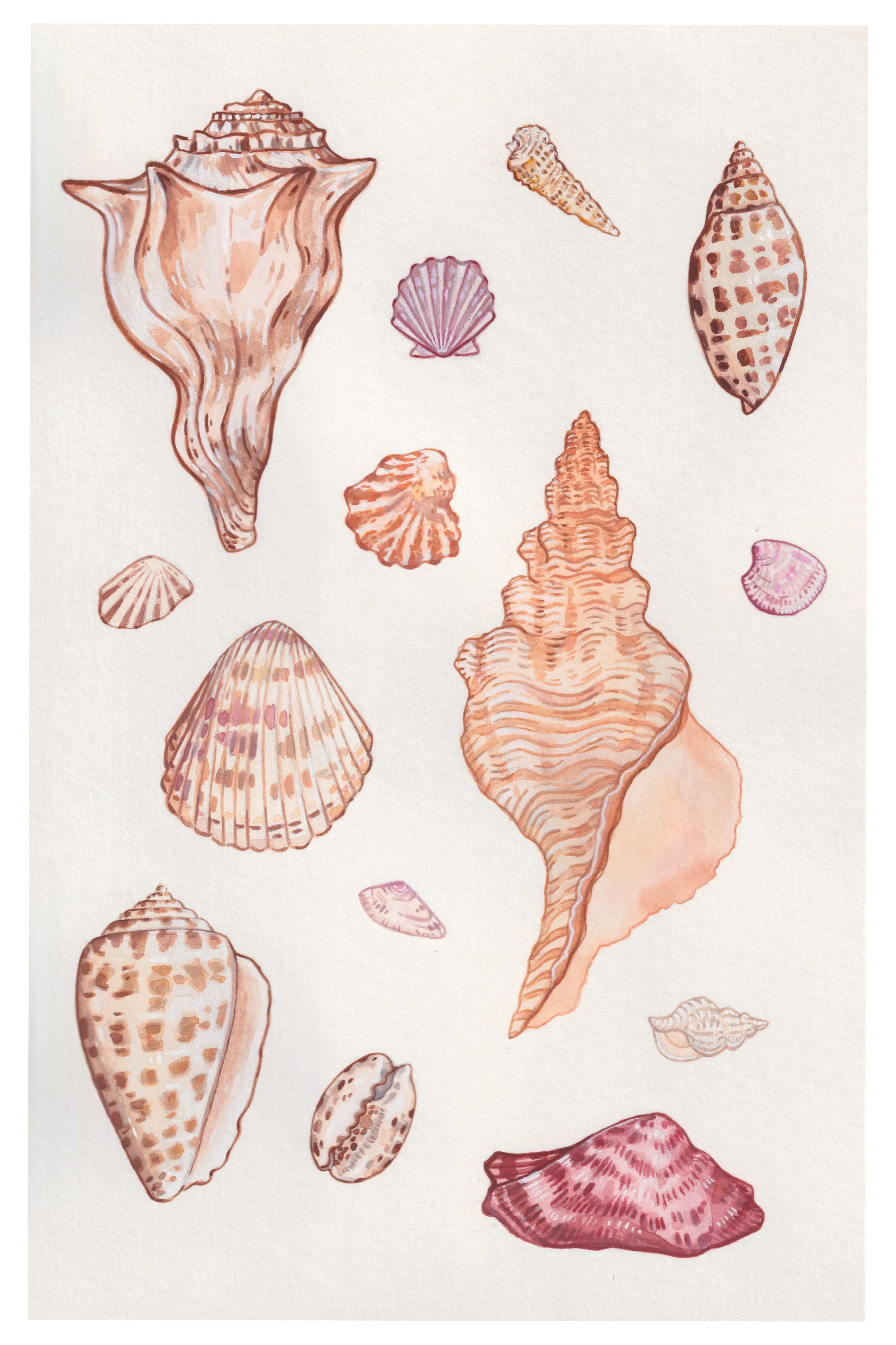 Shell Collection Print 12x18.jpg