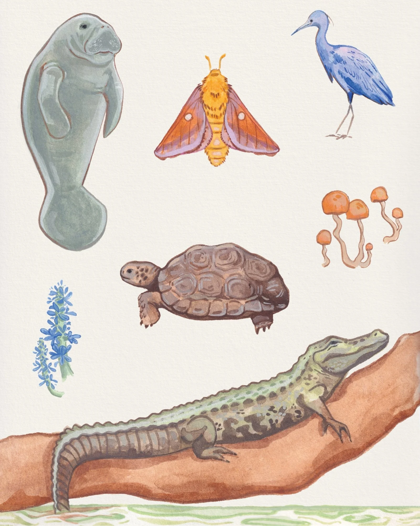 Florida wildlife 8x10.jpg