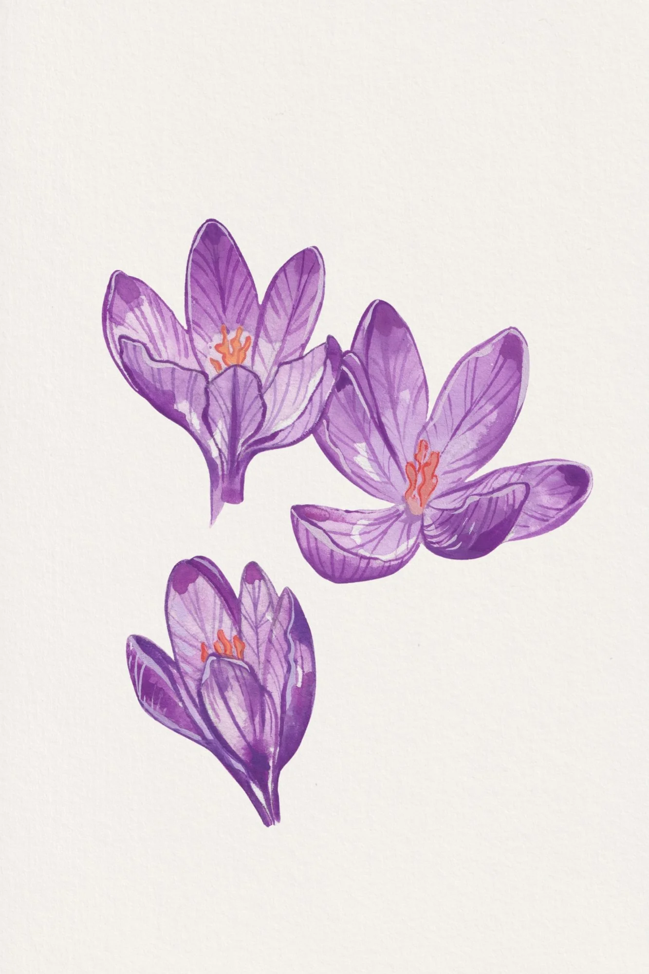 Crocus - 8x12.jpg