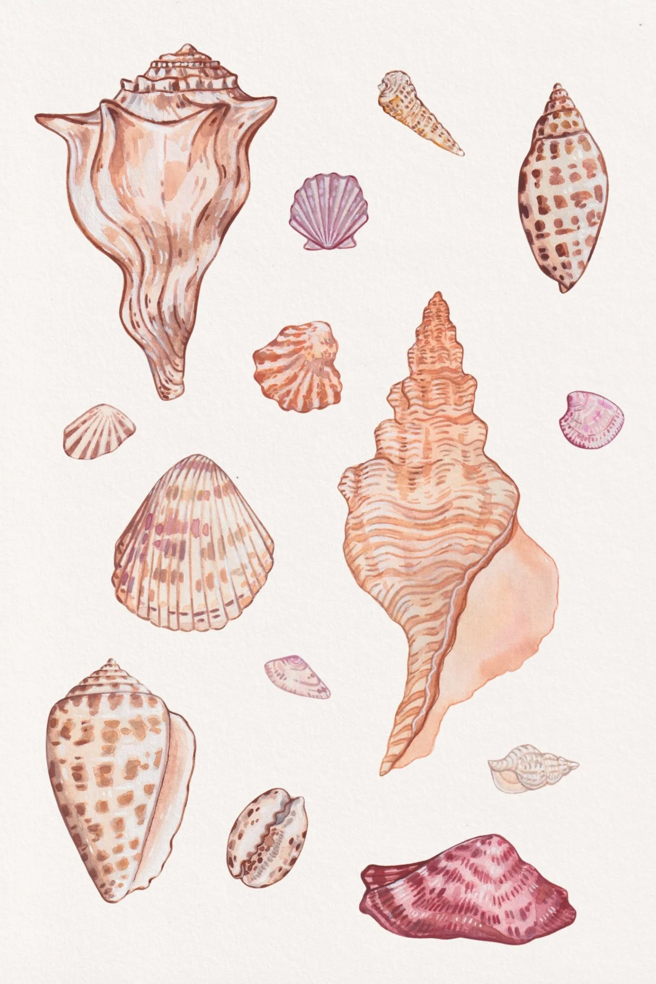 Shell Print 6x9.jpg