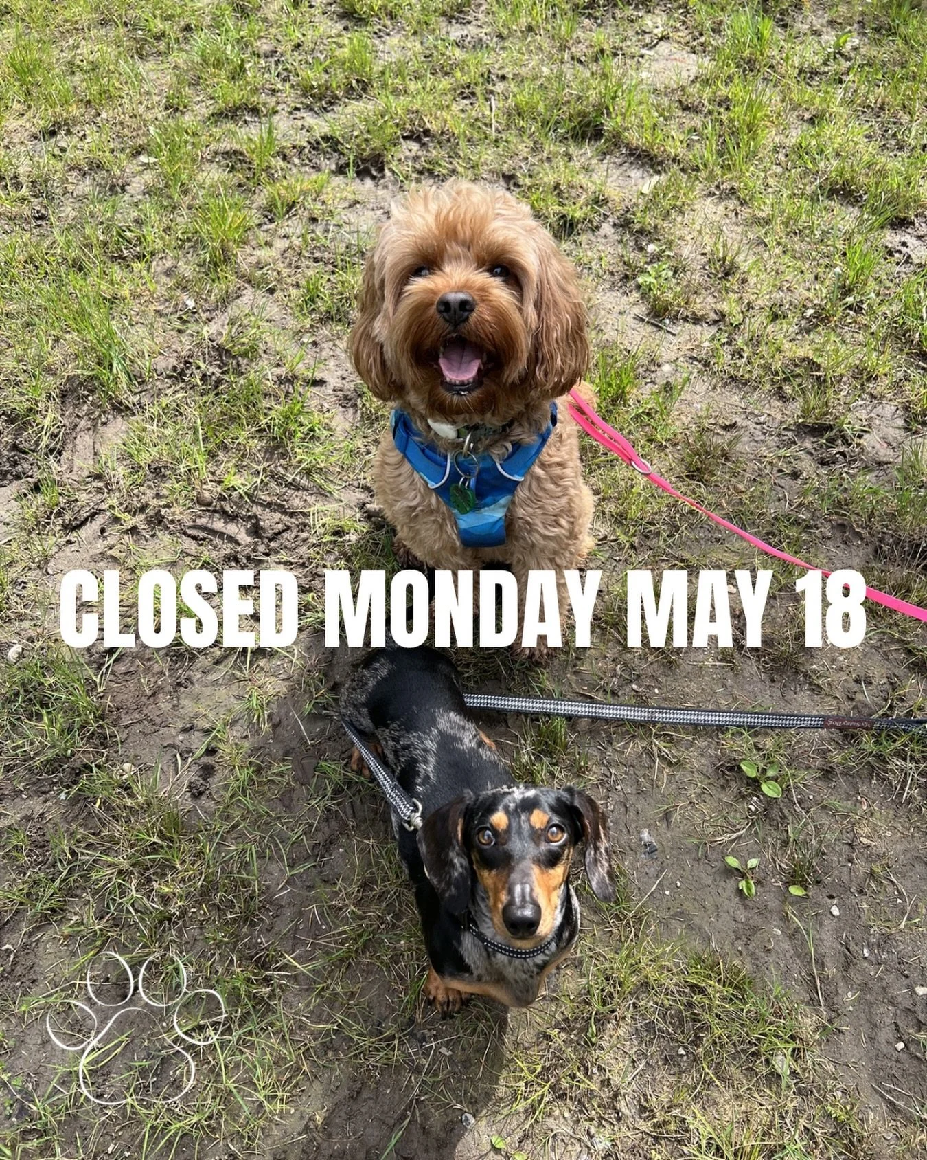 Have a great long weekend!
Love, Teddy and Bacon ❤️