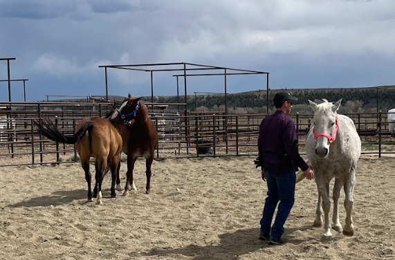 Friday Summer Program: Equine Facilitated Psychotherapy &amp; Learning