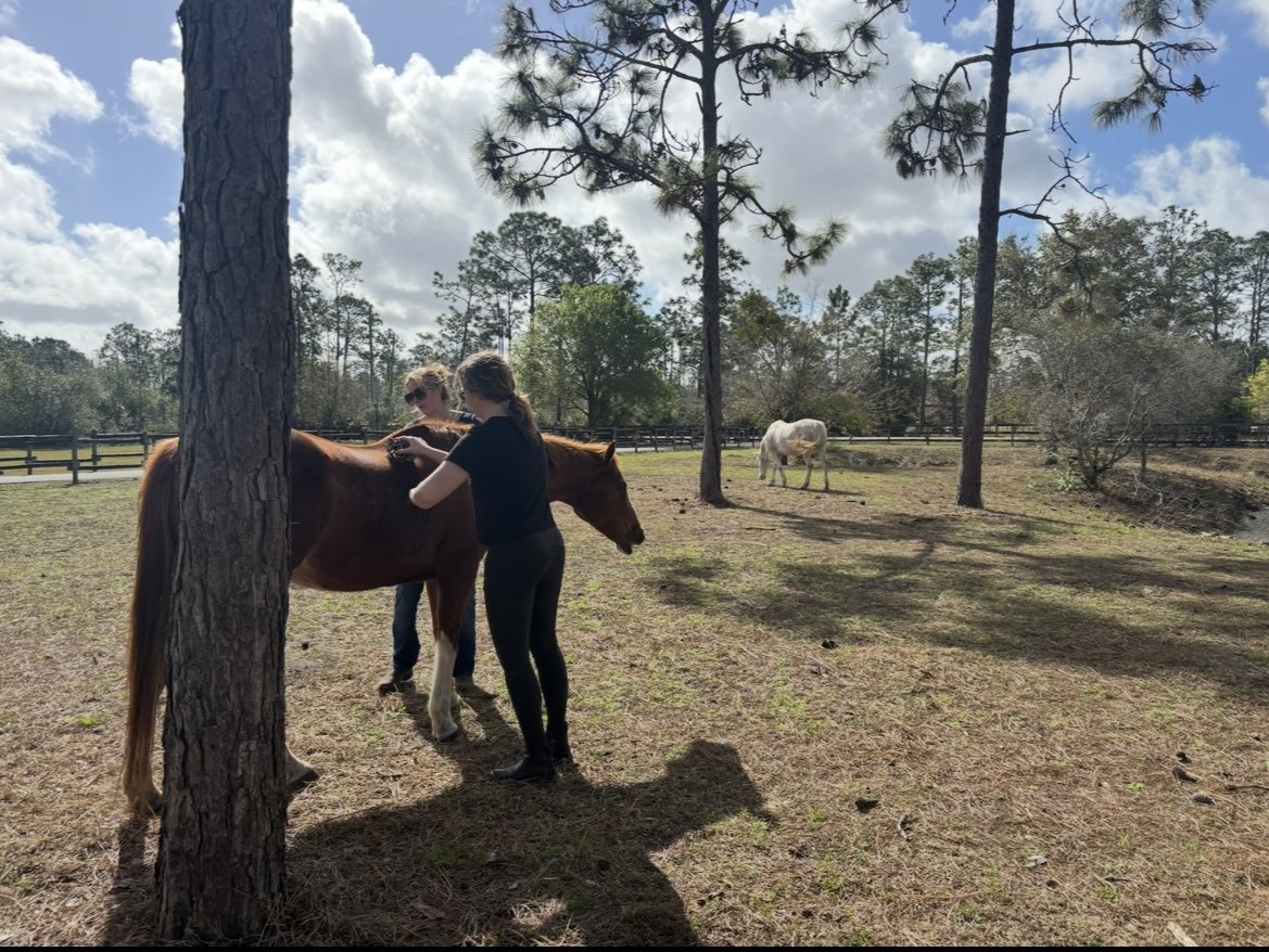 in a field with just a few trees, two people brush a chestnut horse.