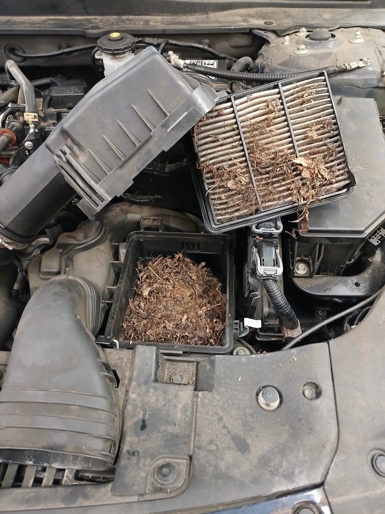 Comprehensive Engine Bay Sanitation