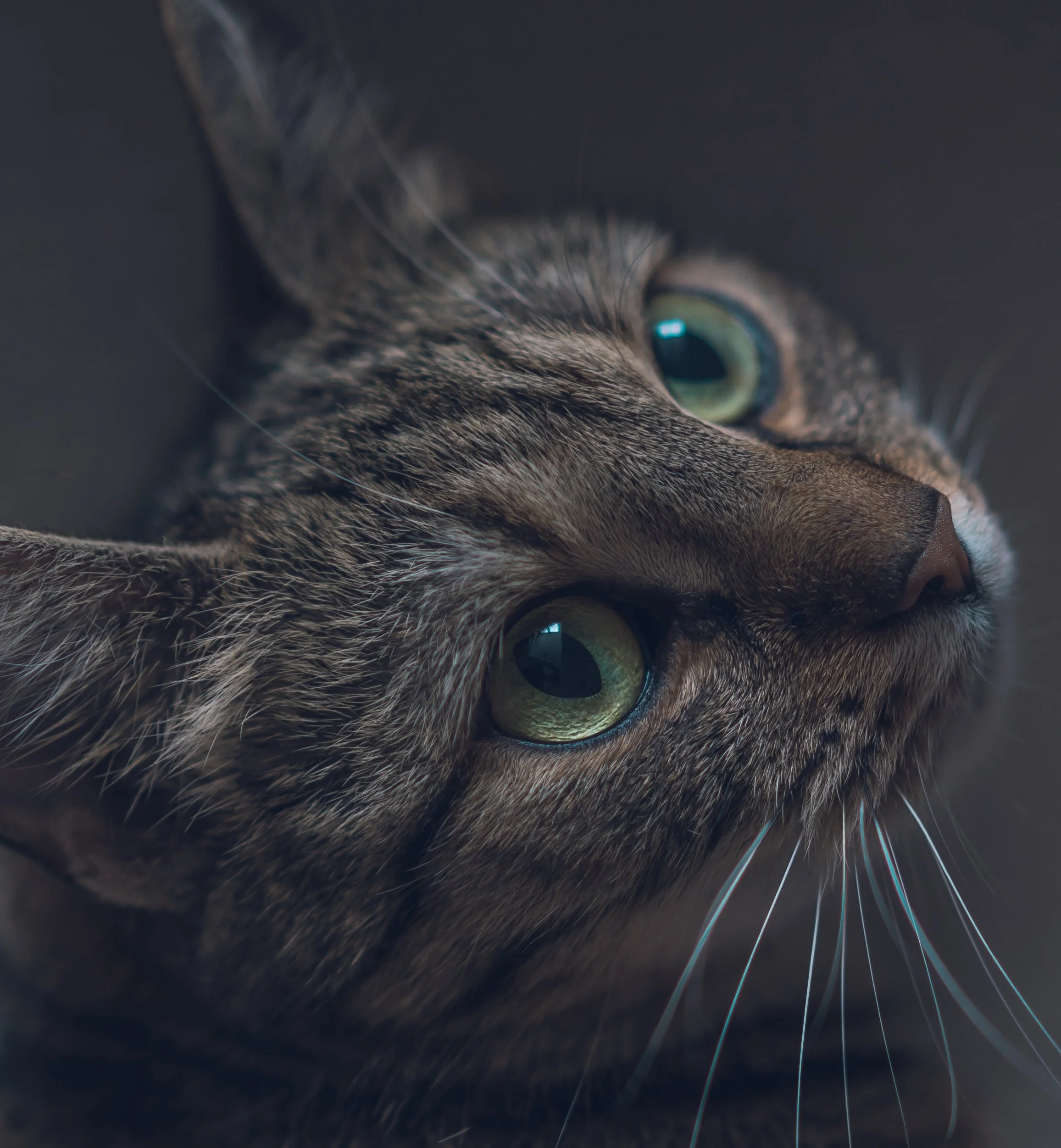 Close-up of a brown tabby cat's face, showing green eyes and detailed fur.