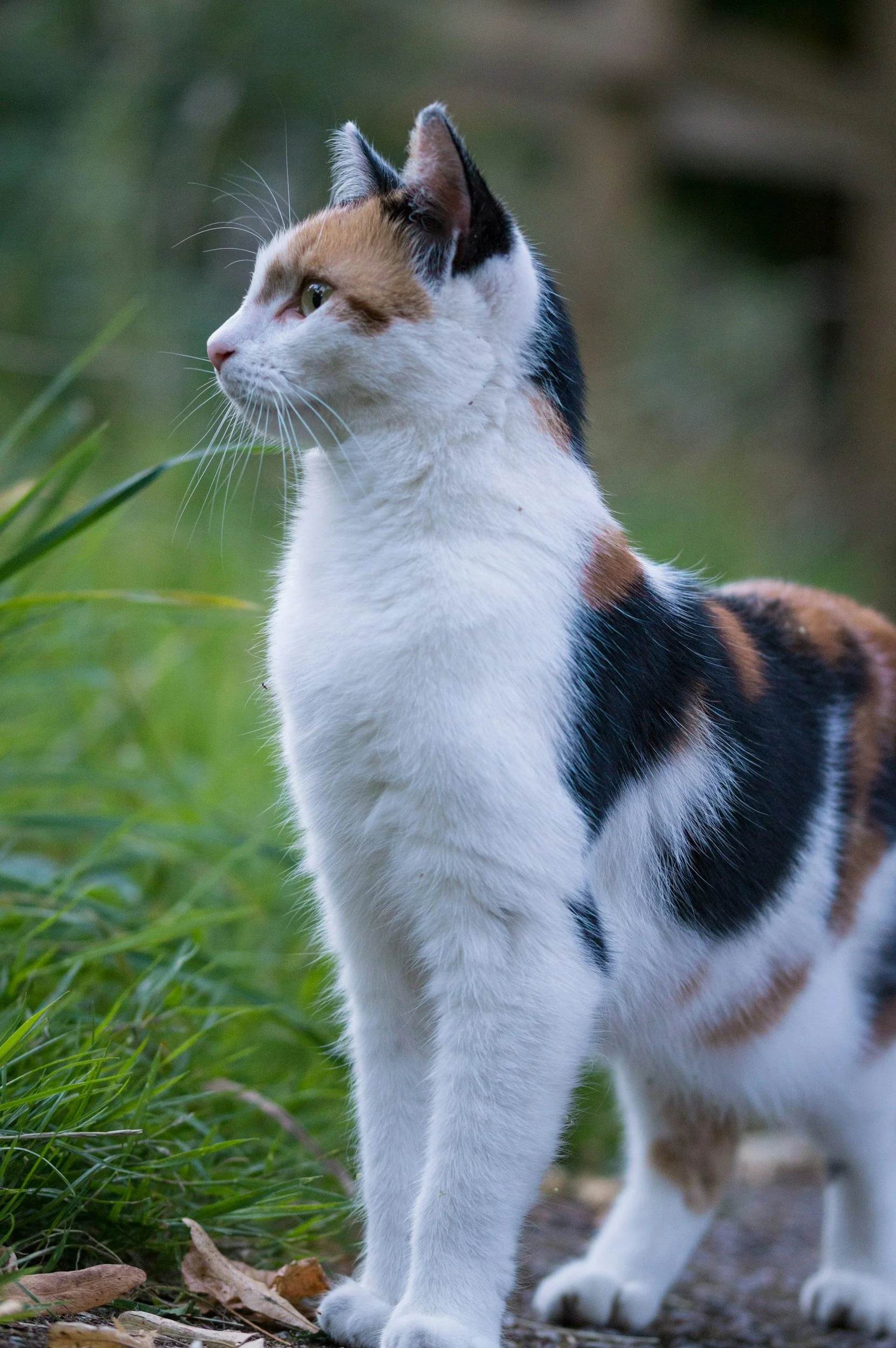 A calico cat with white, orange, and black fur standing on grass and looking to the left.