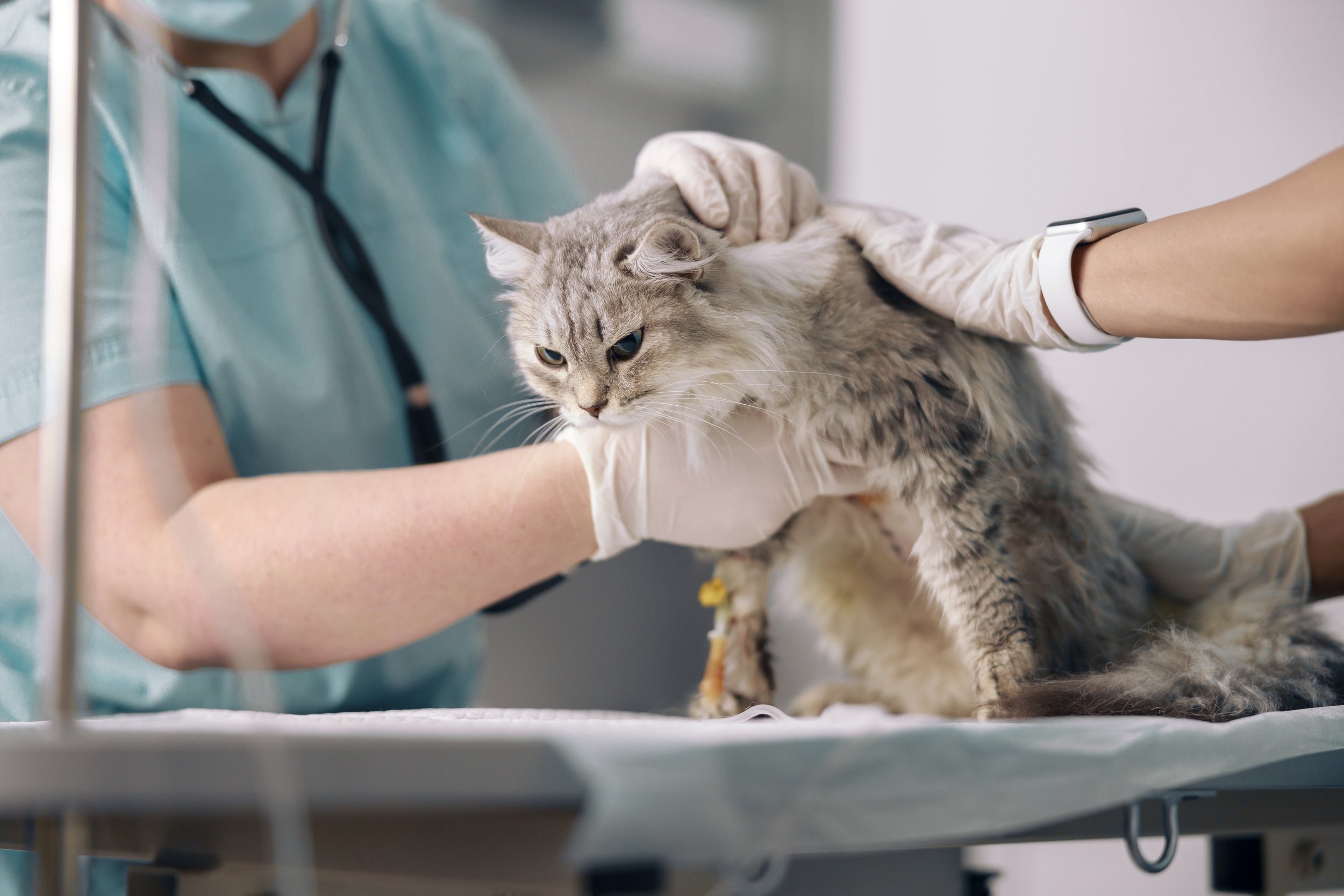 Veterinarian examining a long-haired cat on an operating table, with one person holding the cat and a veterinary professional wearing gloves and a mask attending to it.