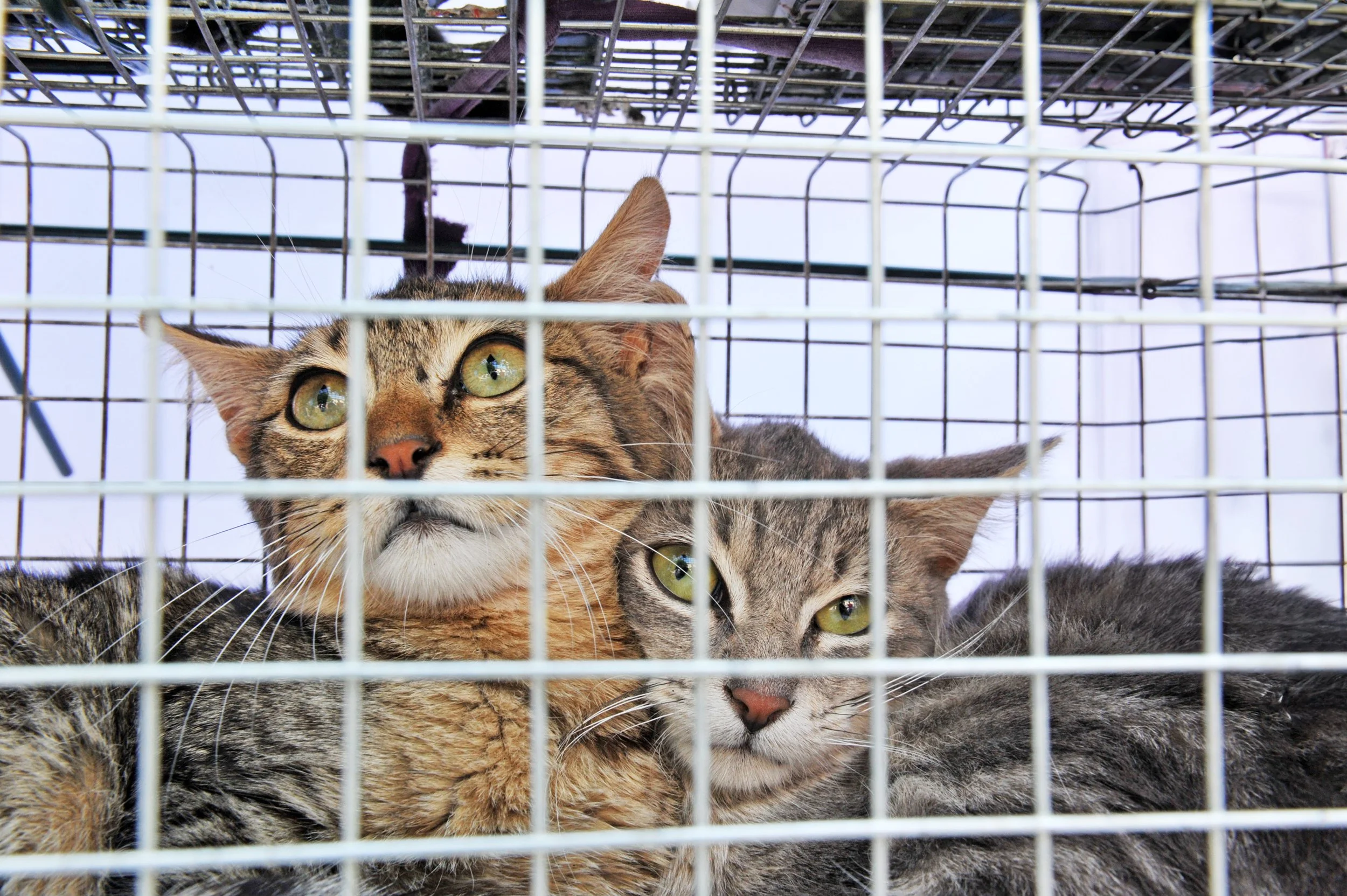 Two cats in a trap, one with a brown and black striped coat and the other with a gray striped coat, looking through the trap.
