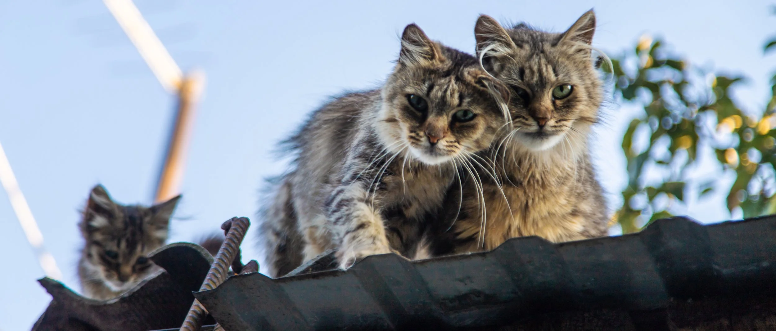 Three cats on a roof, two closely together and one nearby, with a blue sky and some trees in the background.