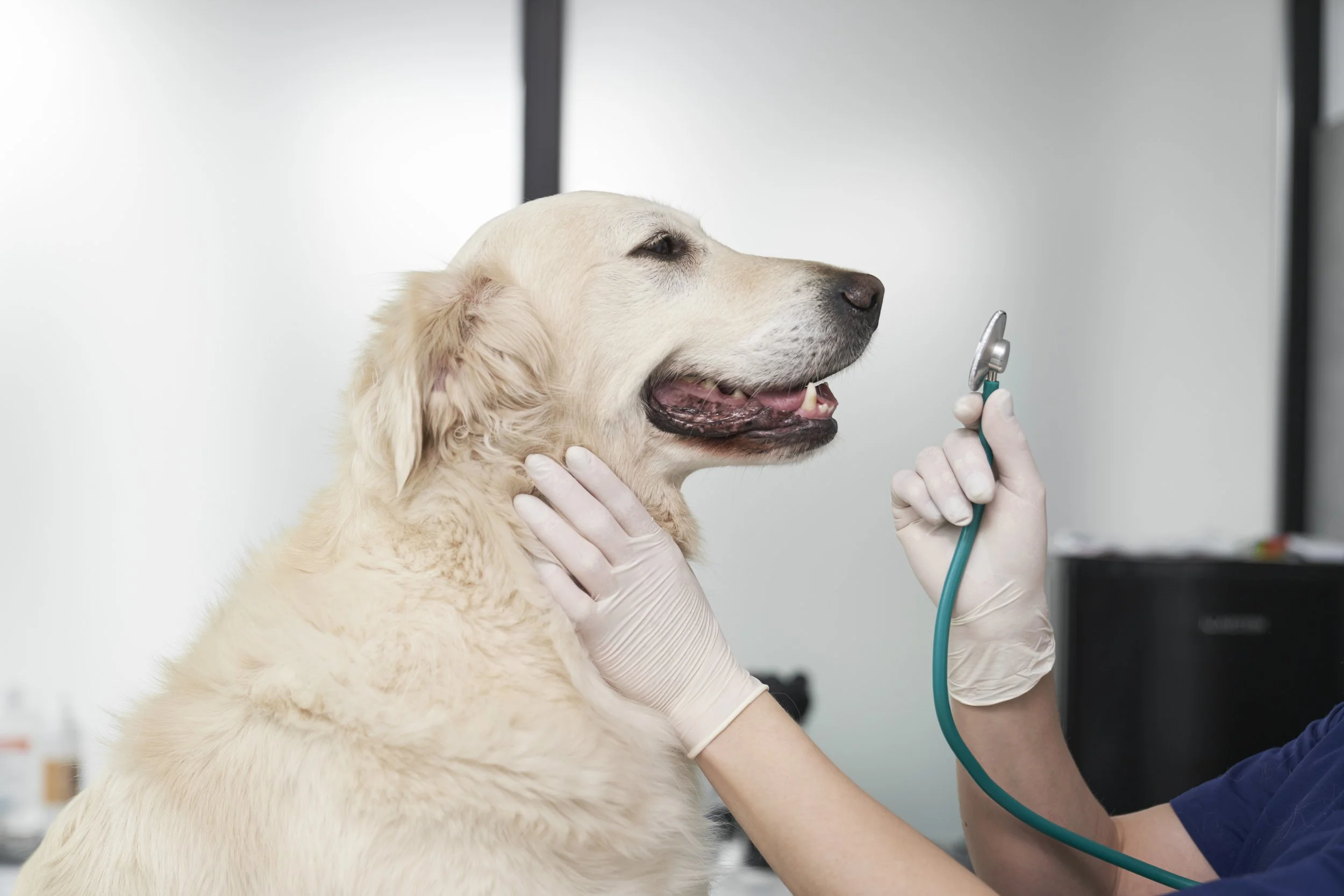 A veterinarian examining a golden retriever dog at a veterinary clinic, using a stethoscope.