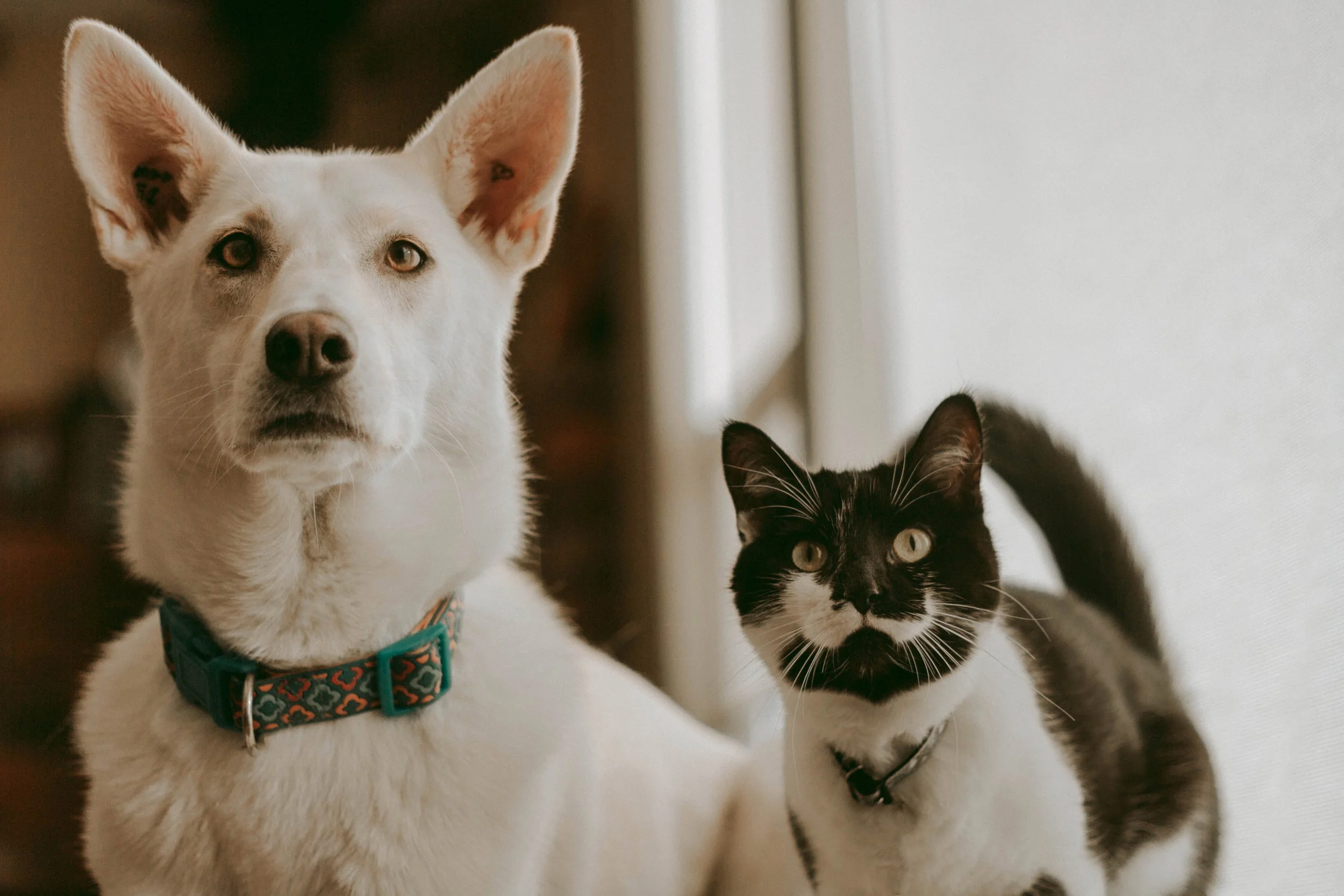 A white dog with pointed ears and a blue collar, sitting next to a black and white cat with striking yellow eyes and a black nose, both indoors near a window with a curtain.