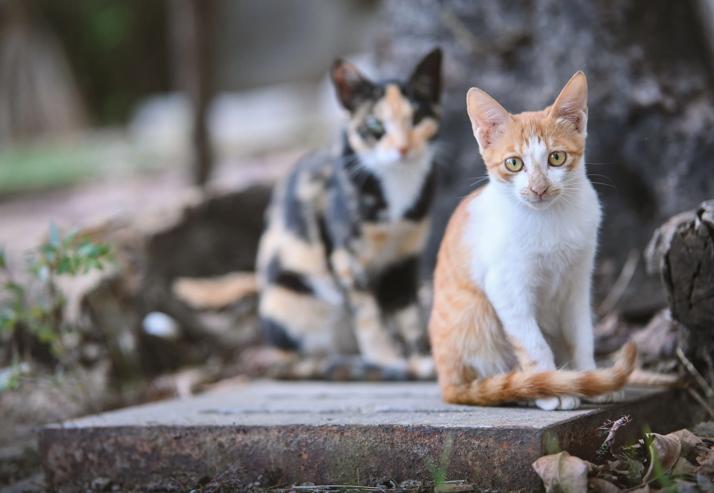 Two cats outdoors on a stone pathway, with one orange and white cat in the foreground and a calico cat in the background.