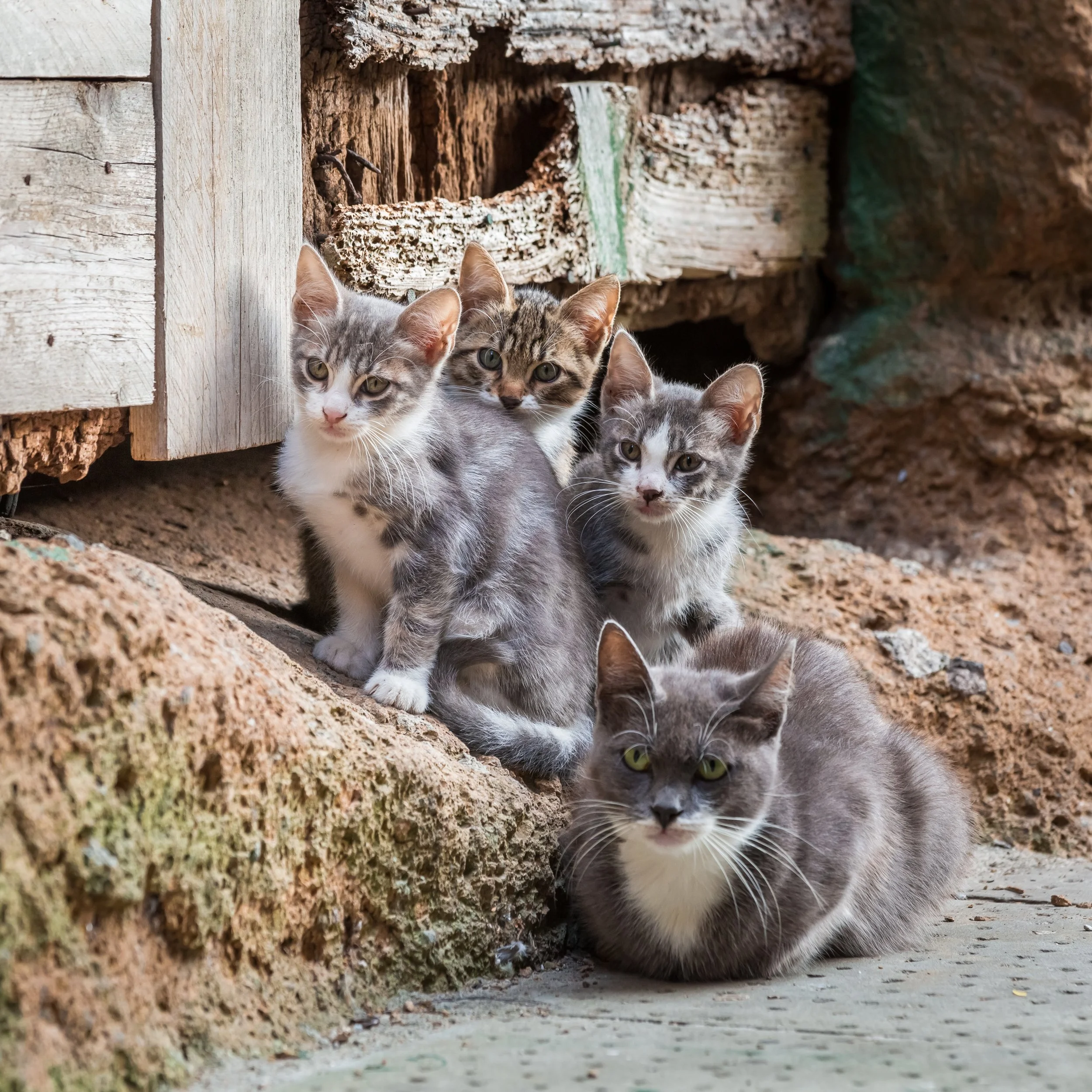 Group of five cats, four kittens and one adult, sitting on a rough stone surface near a wooden wall and a log structure.