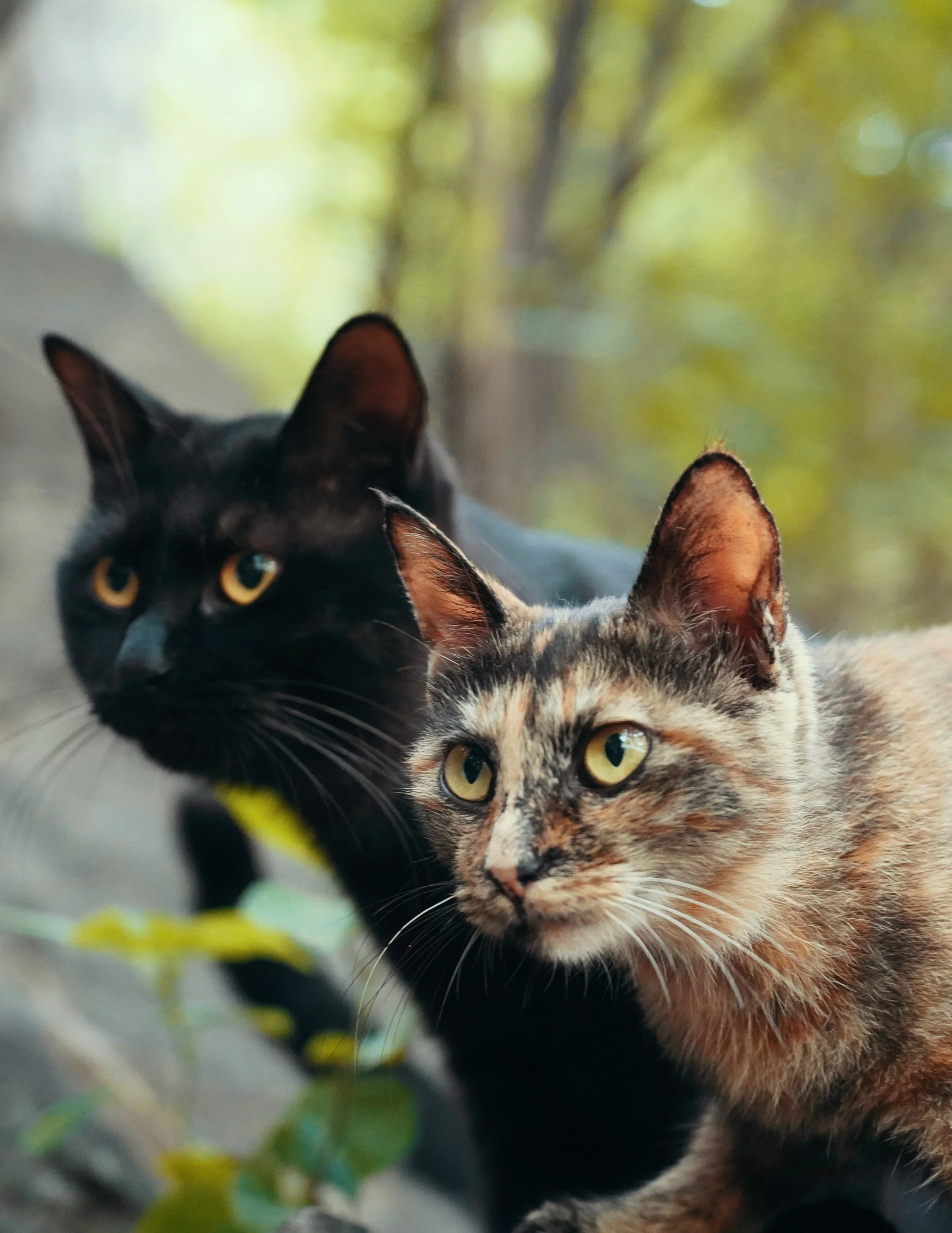 Two cats, one black and one tortoiseshell, outdoors with blurred green trees in the background.