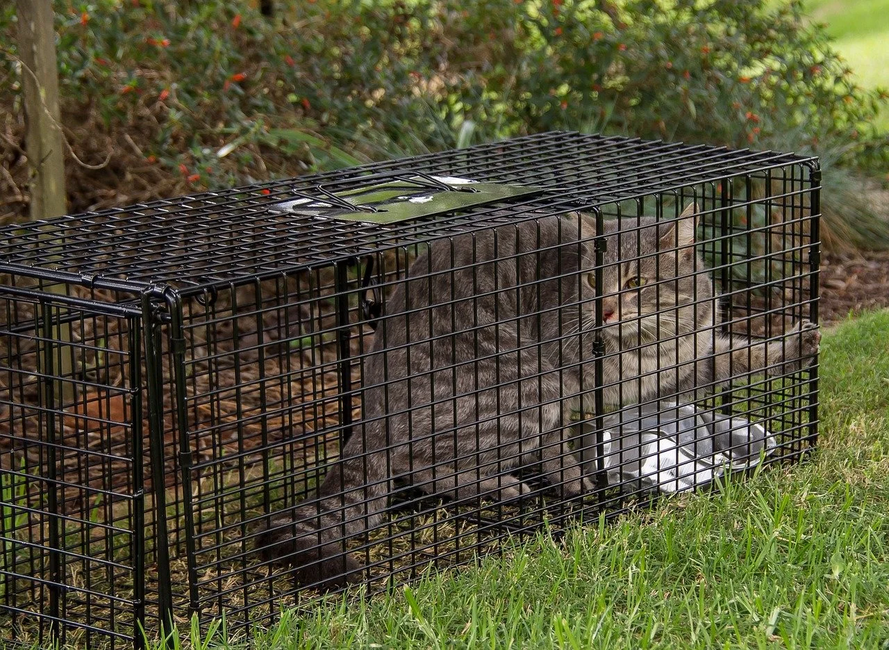Two cats in a black metal trap outdoors surrounded by grass and bushes.