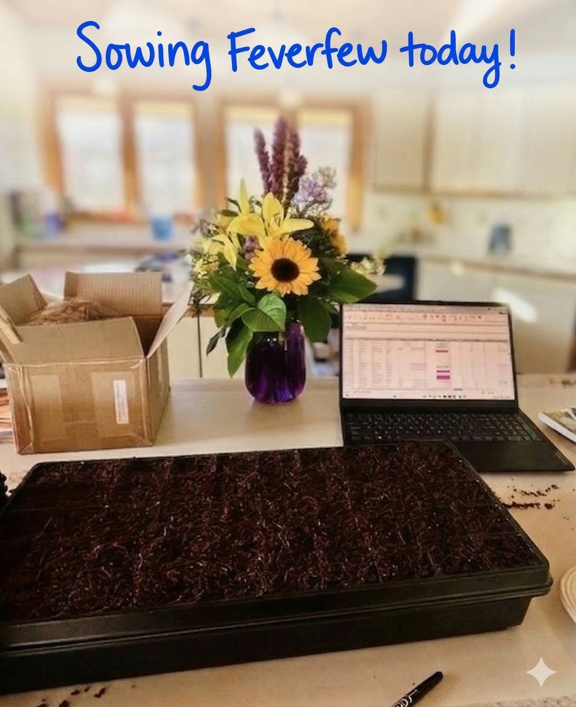 A table with a vase of yellow lilies and a sunflower, a cardboard box with papers, a laptop showing a schedule, and a black tray, with the text 'Sowing Feverfew today!' written at the top.