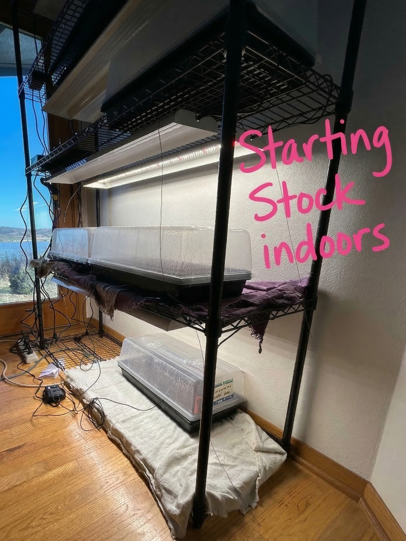 A metal shelving unit with grow lights and seed trays set up indoors near a window, with the words 'Starting stock indoors' written in pink on the image.