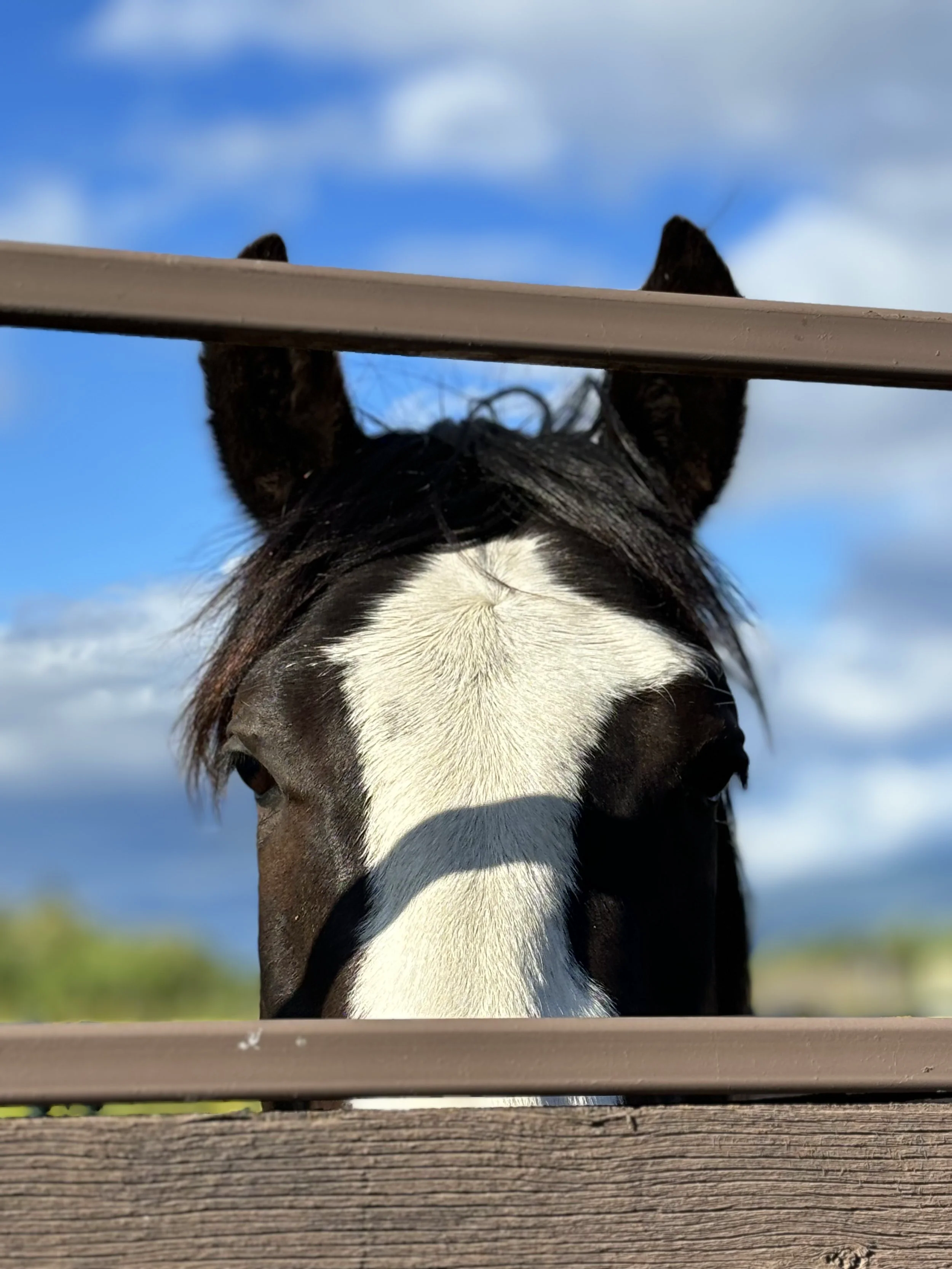 Studio sísp̓l̓k̓, Black Horse named Gunner, during a beautiful sunny day in the Okanagan, Vernon, BC.