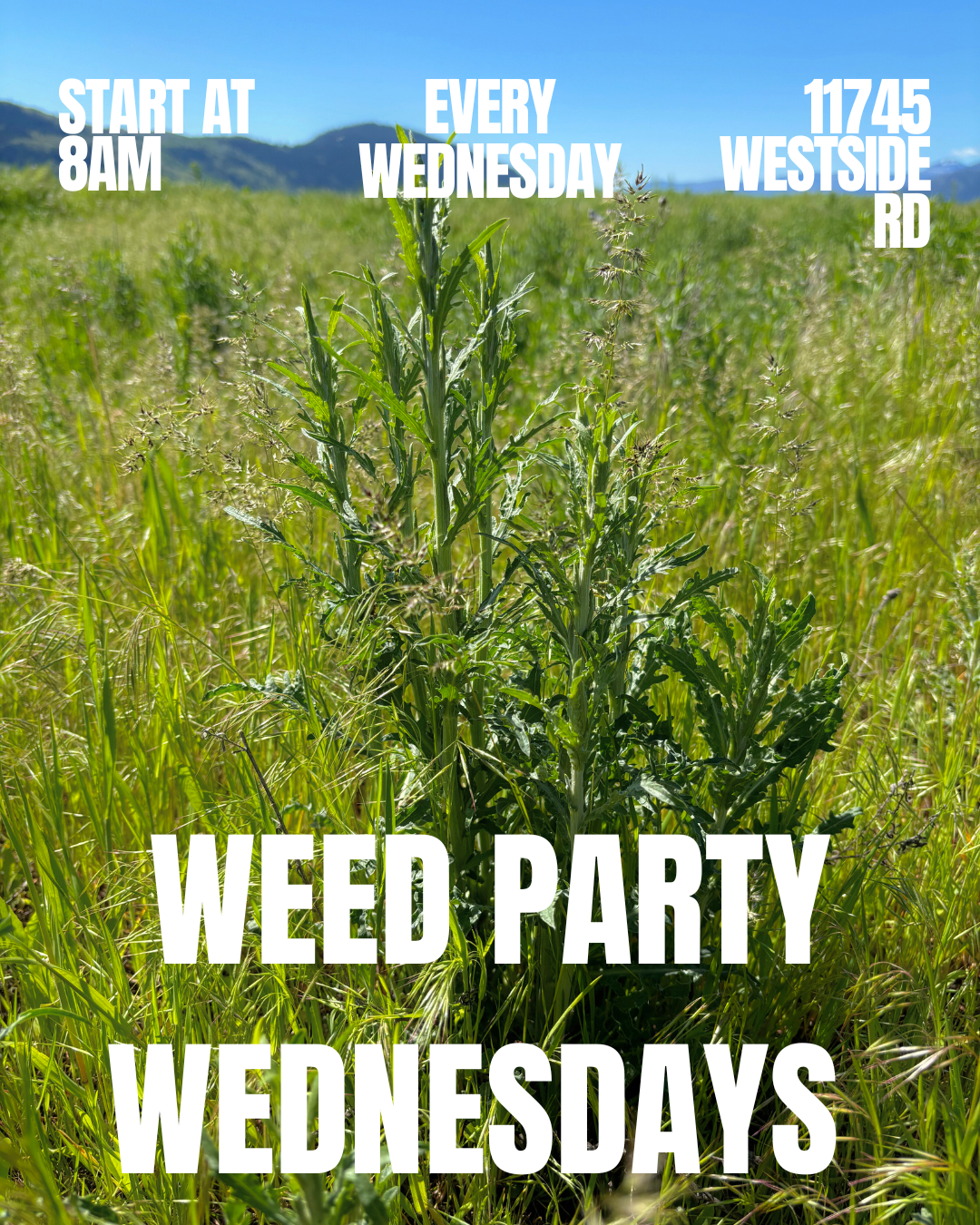 Weed Party Wednesdays