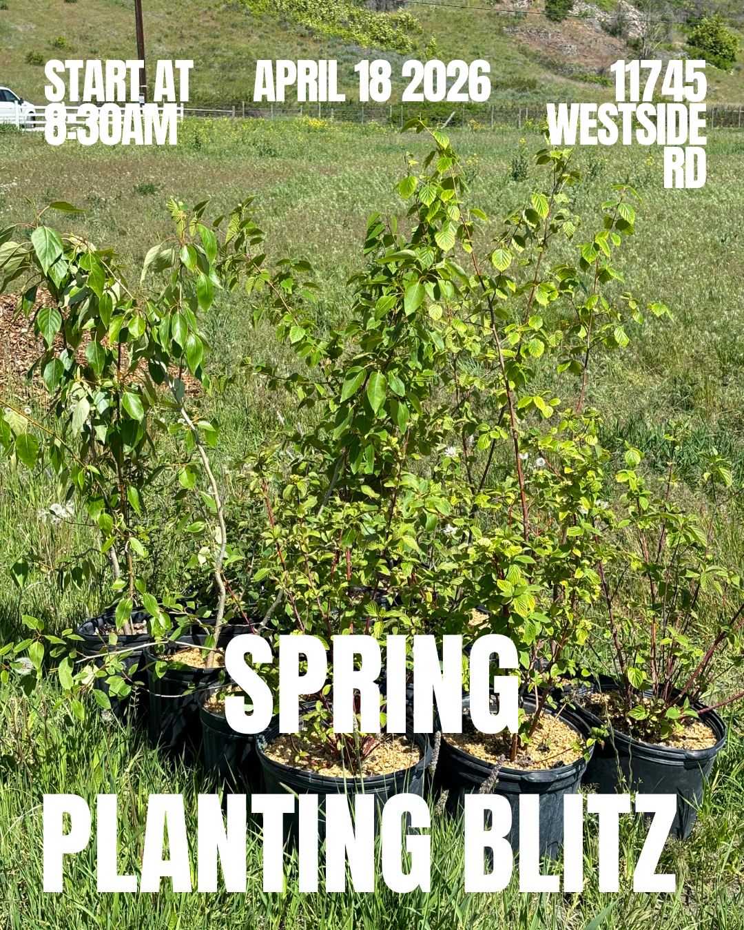 Spring Planting Blitz