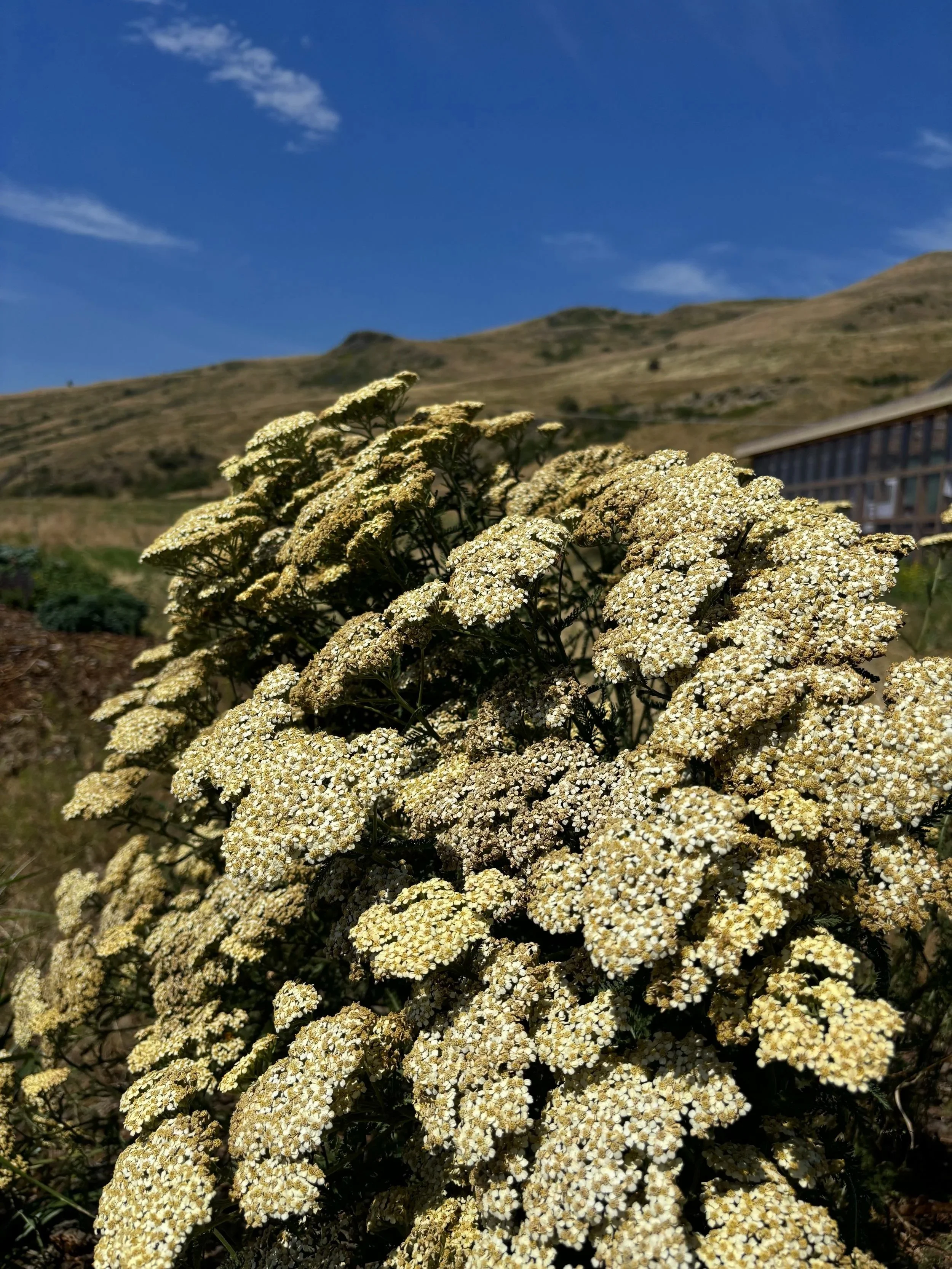 nsisúlaʔxʷ Food Forest Tour