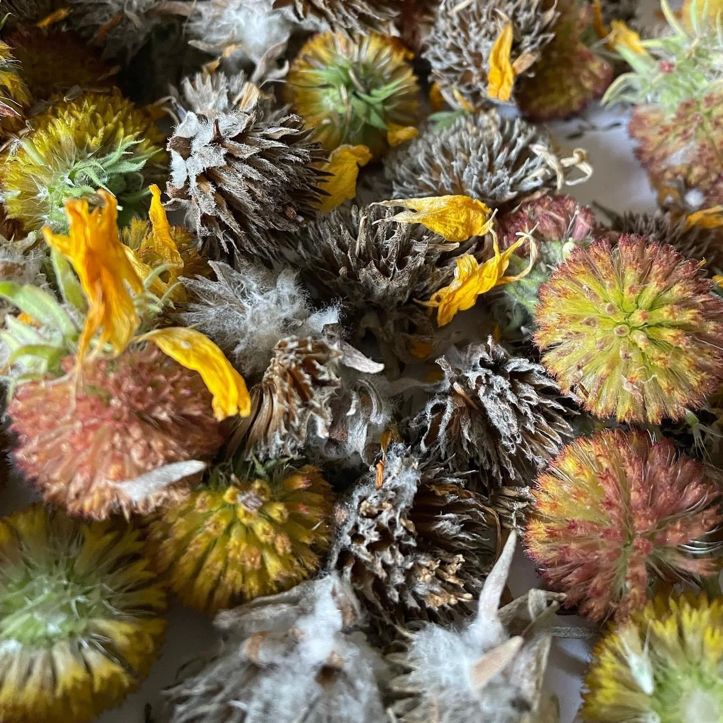 Balsam Arrowleaf and Blackeyed Susan flower heads for seed.