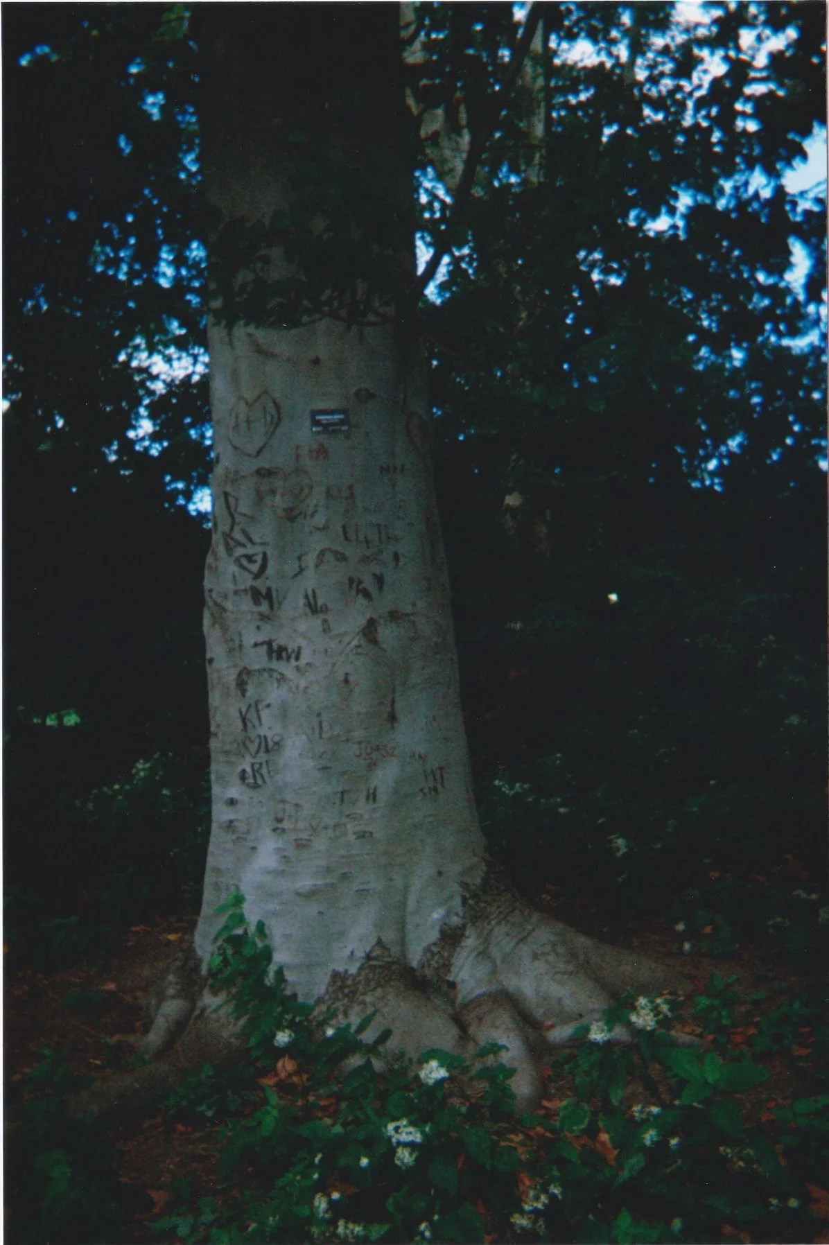 Scan 15.jpeg