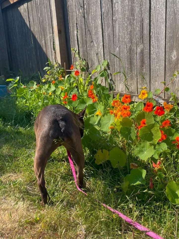 Welcome Isabel "Iz" Allende de la Rosa. Born with a sparkle in her one eye, half-Ewok half-hobgoblin, weighing 26lbs, and already 4 yrs young?

Thank you @seattlehumane for bringing us together!