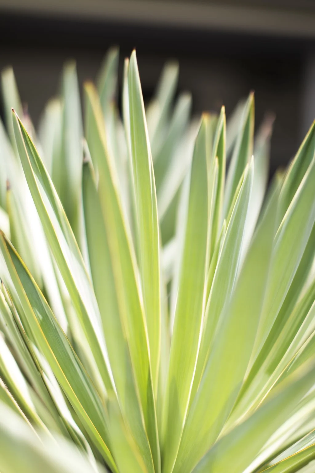 Joshua Rice Design Savannah (6).jpg