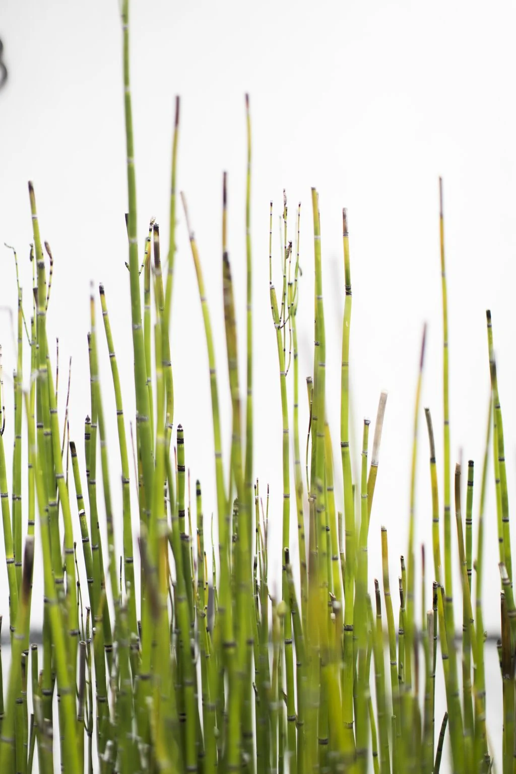 Joshua Rice Design Savannah (5).jpg