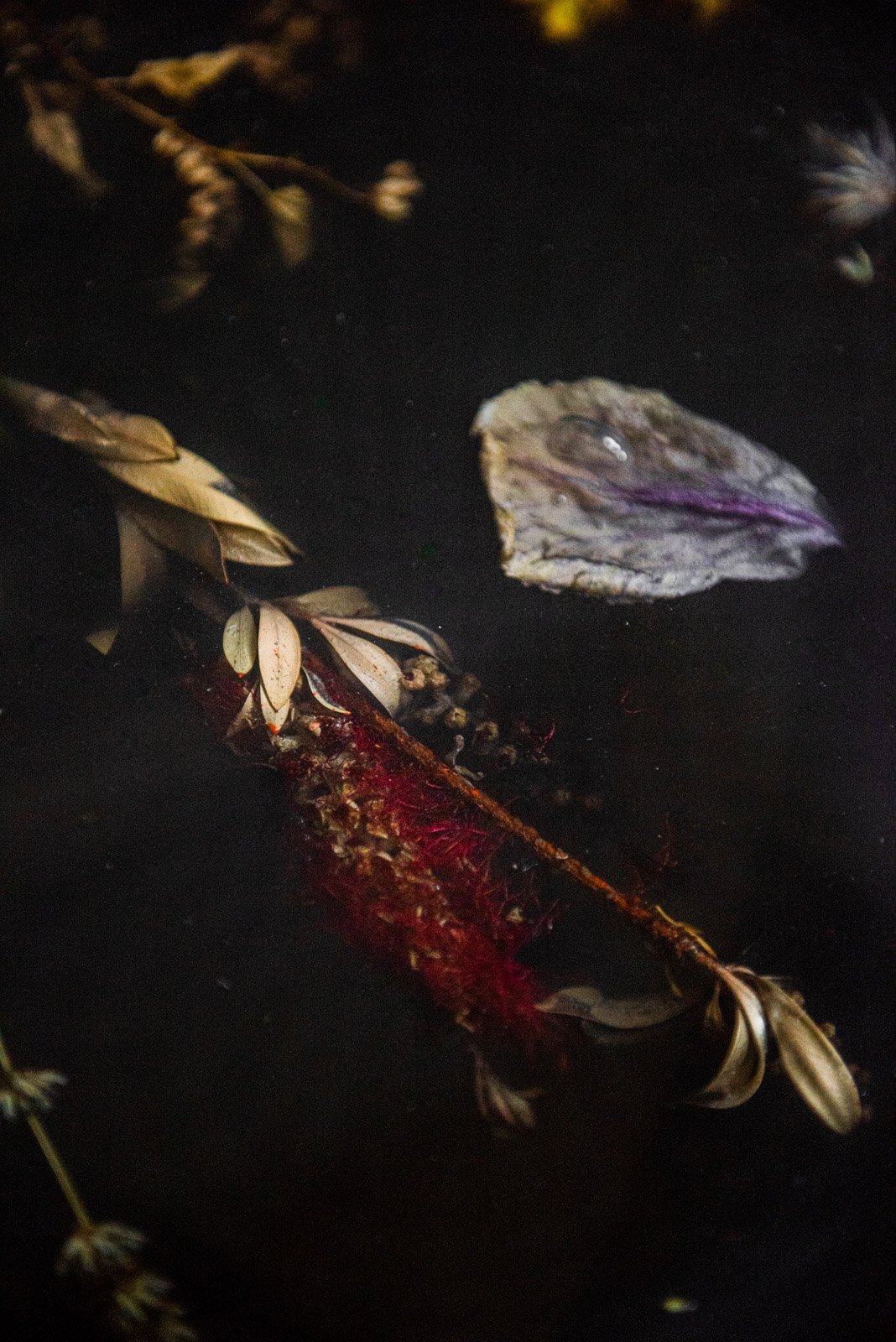 Abstract botanical composition preserved in resin with dried leaves and organic textures in collectible design object Marcin Rusak table