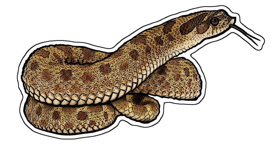 hognose.png