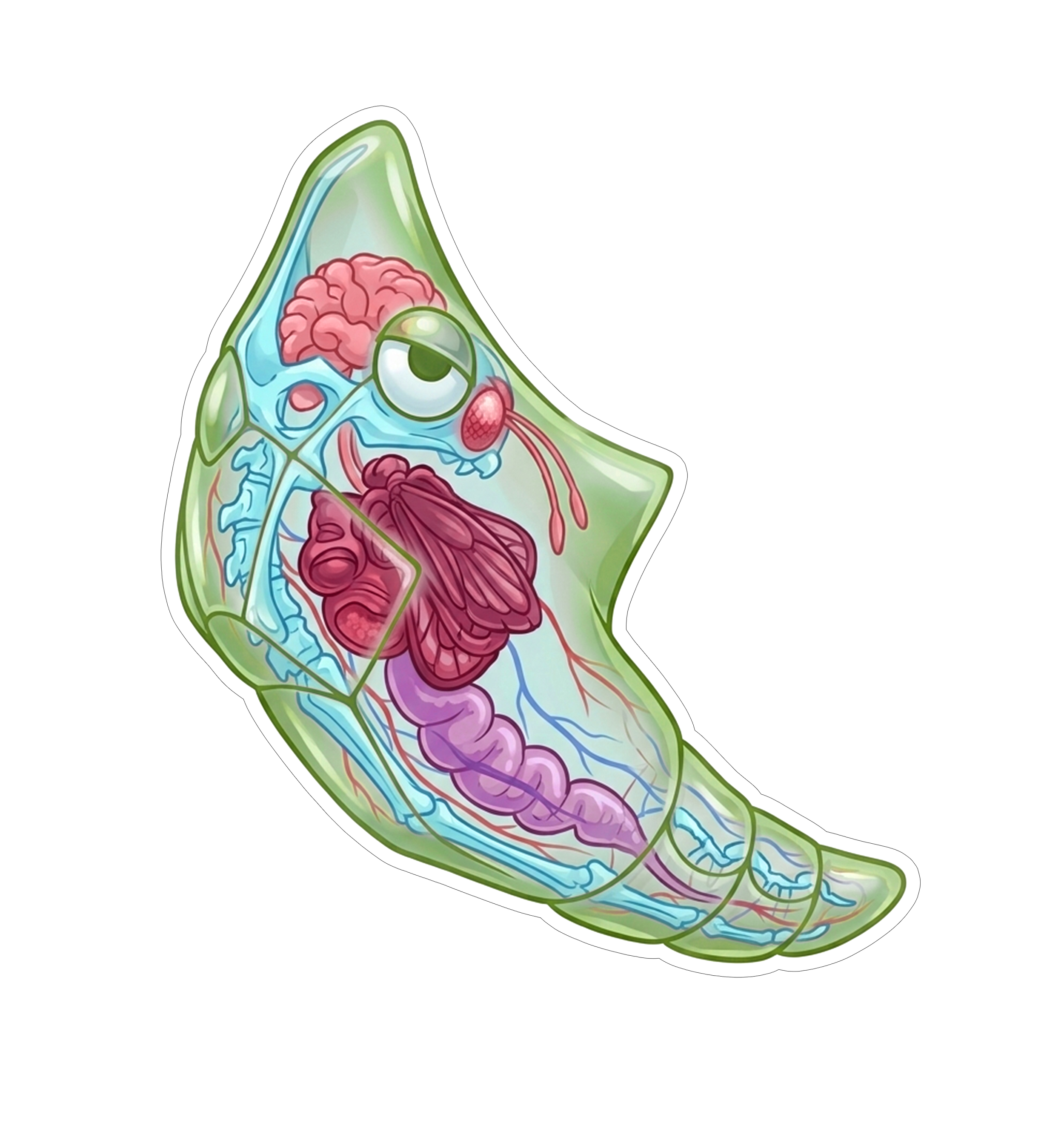 2 Inch Diaphonized Pokemon Anatomy Stickers