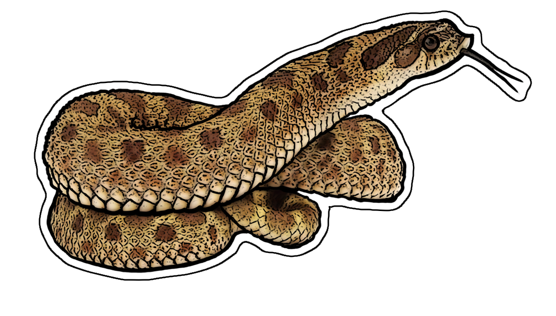 Hognose Snake Sticker