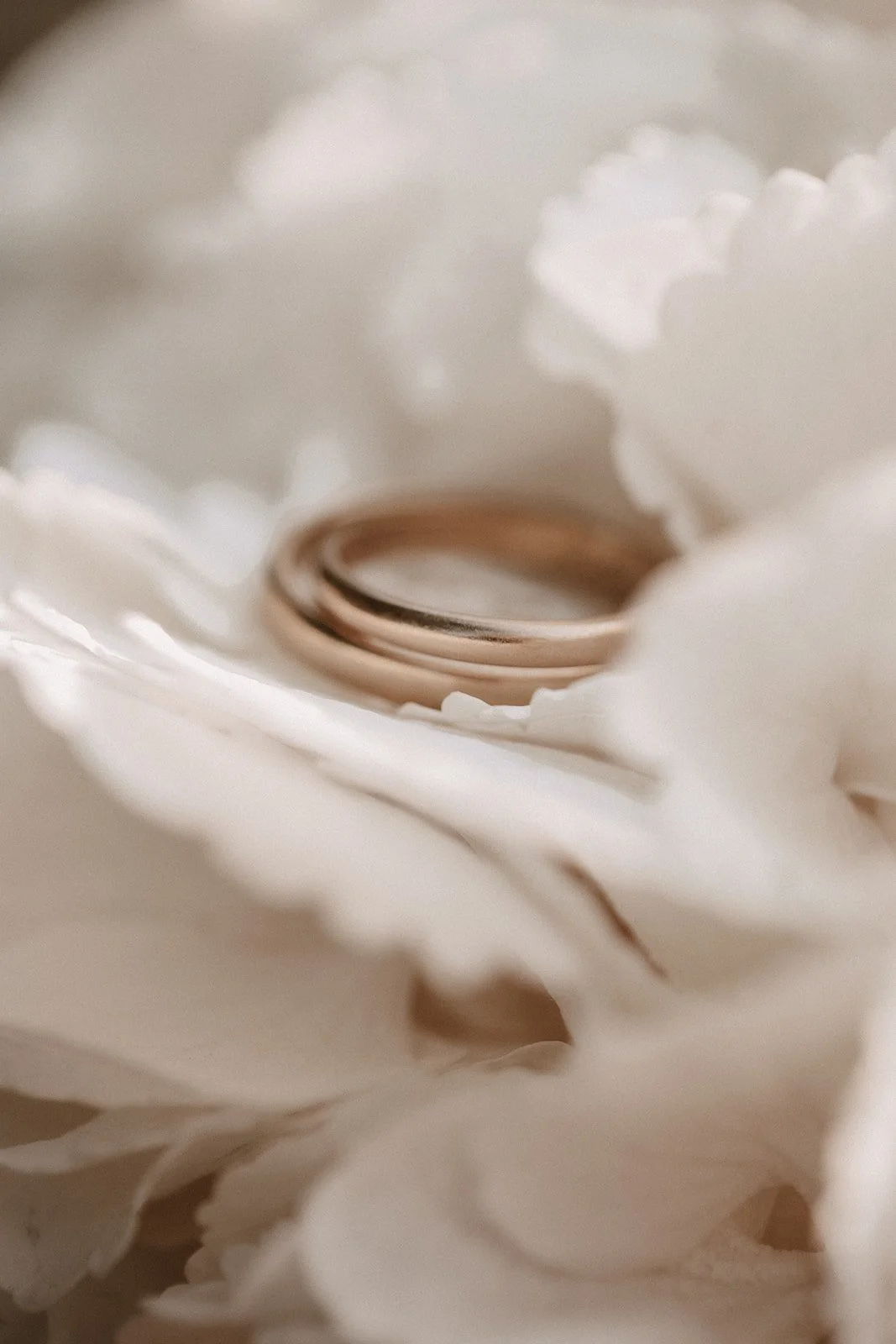 Ringe auf einer weißen Blume