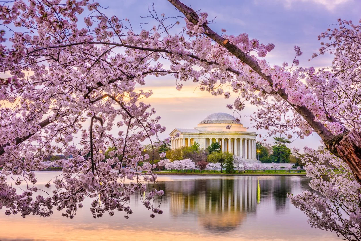 The Jefferson Memorial framed by cherry blossoms — eating disorder and anxiety therapy available to Washington, DC clients at Elizabeth Gordon Psychology