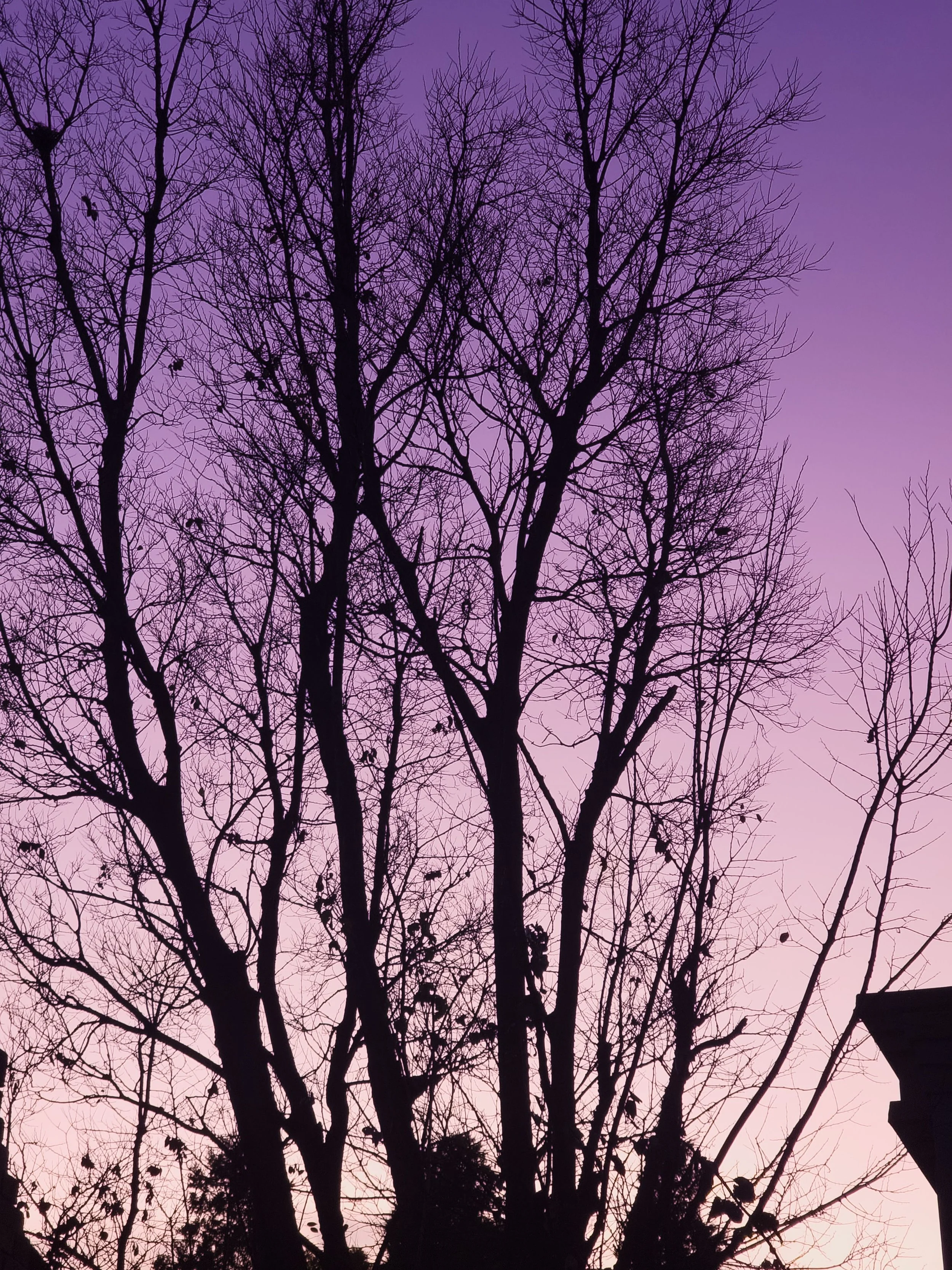 Bare trees silhouetted against a purple dusk sky.