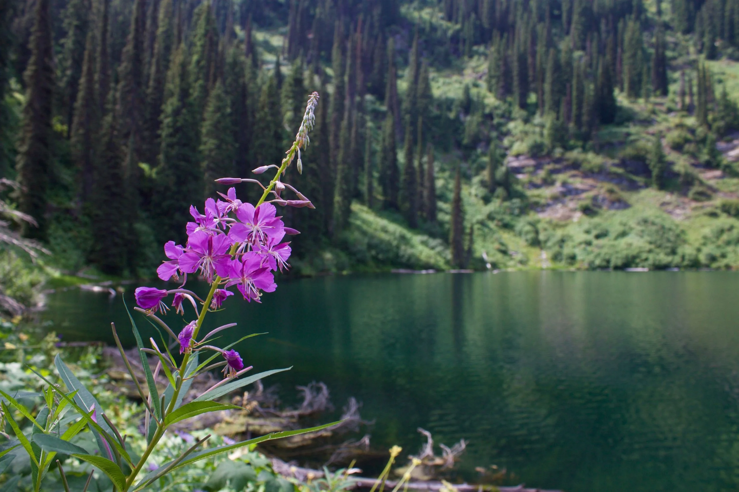 A quiet mountain lake, a moment of stillness.