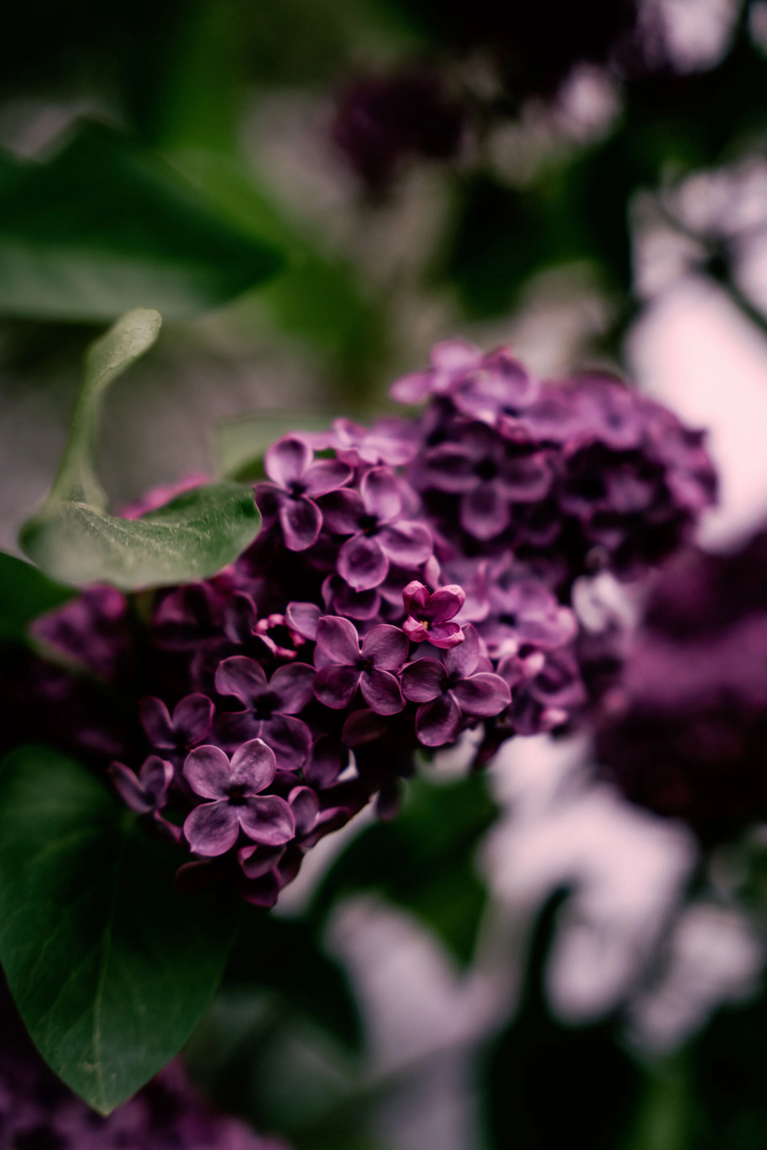 Close-up of a purple lilac flower cluster with green leaves in the background.