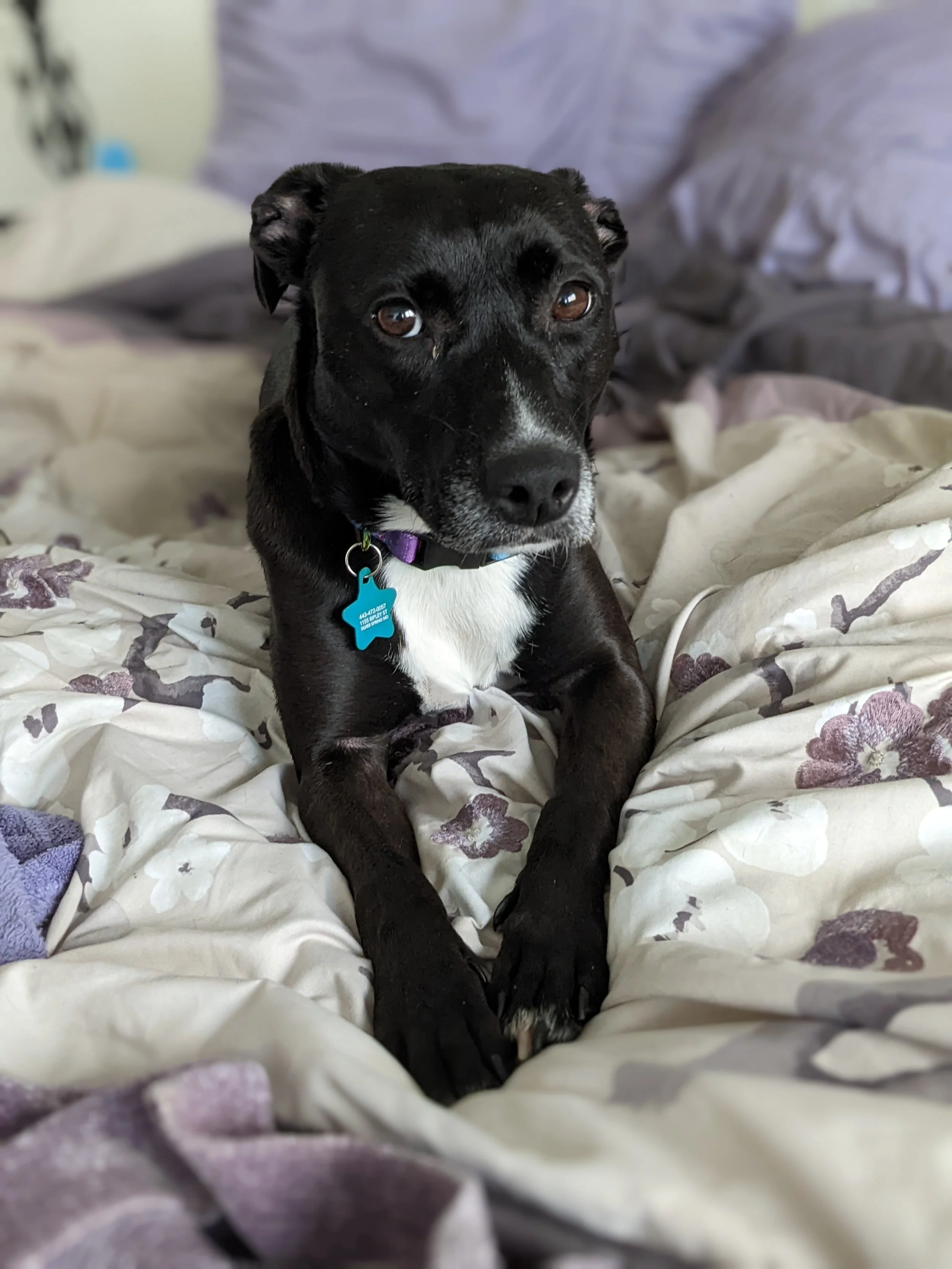 A black dog with white markings lying on a bed with floral bedding, wearing a purple collar with a blue star-shaped tag.