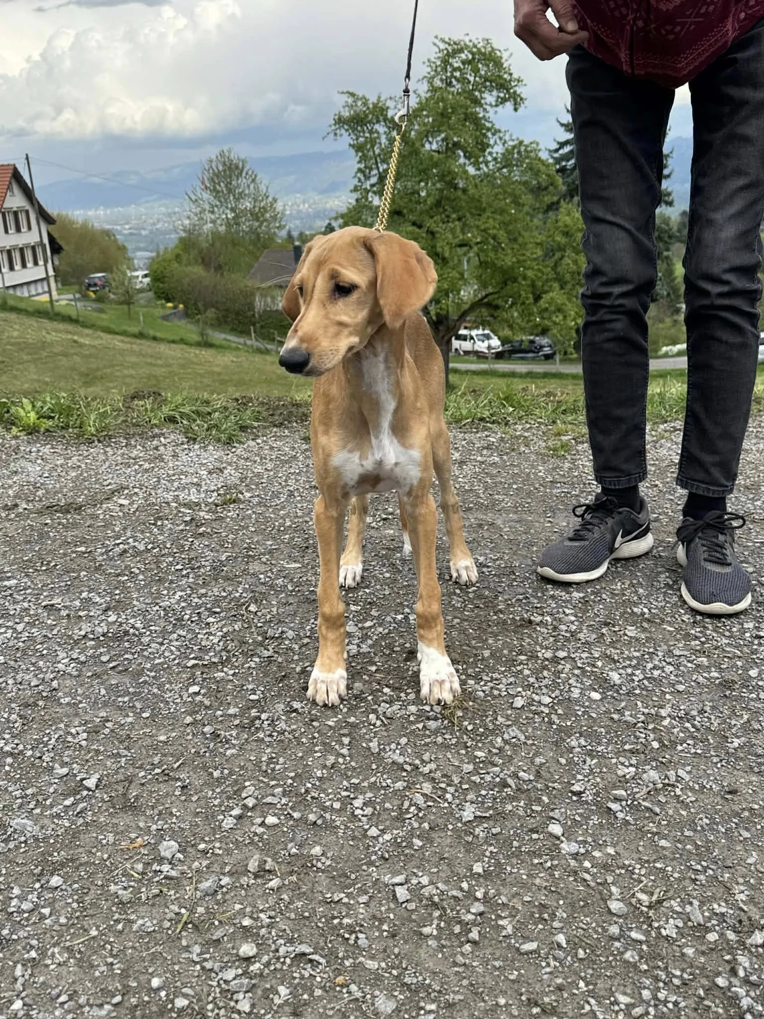 A young, tan dog with long legs and floppy ears is standing on a gravel path.