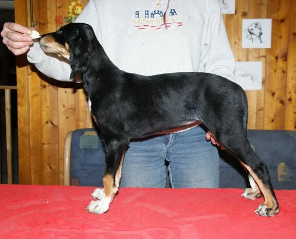 Par'vaaneh A'neesh Zayn