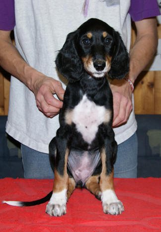 Par'vaaneh A'neesh Zayn