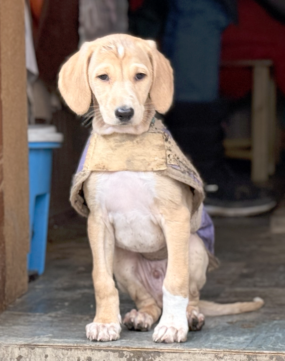 Screenshot 2026-02-25 at 2.50.57.png