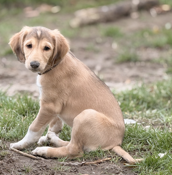 Screenshot 2026-02-25 at 2.52.53.png